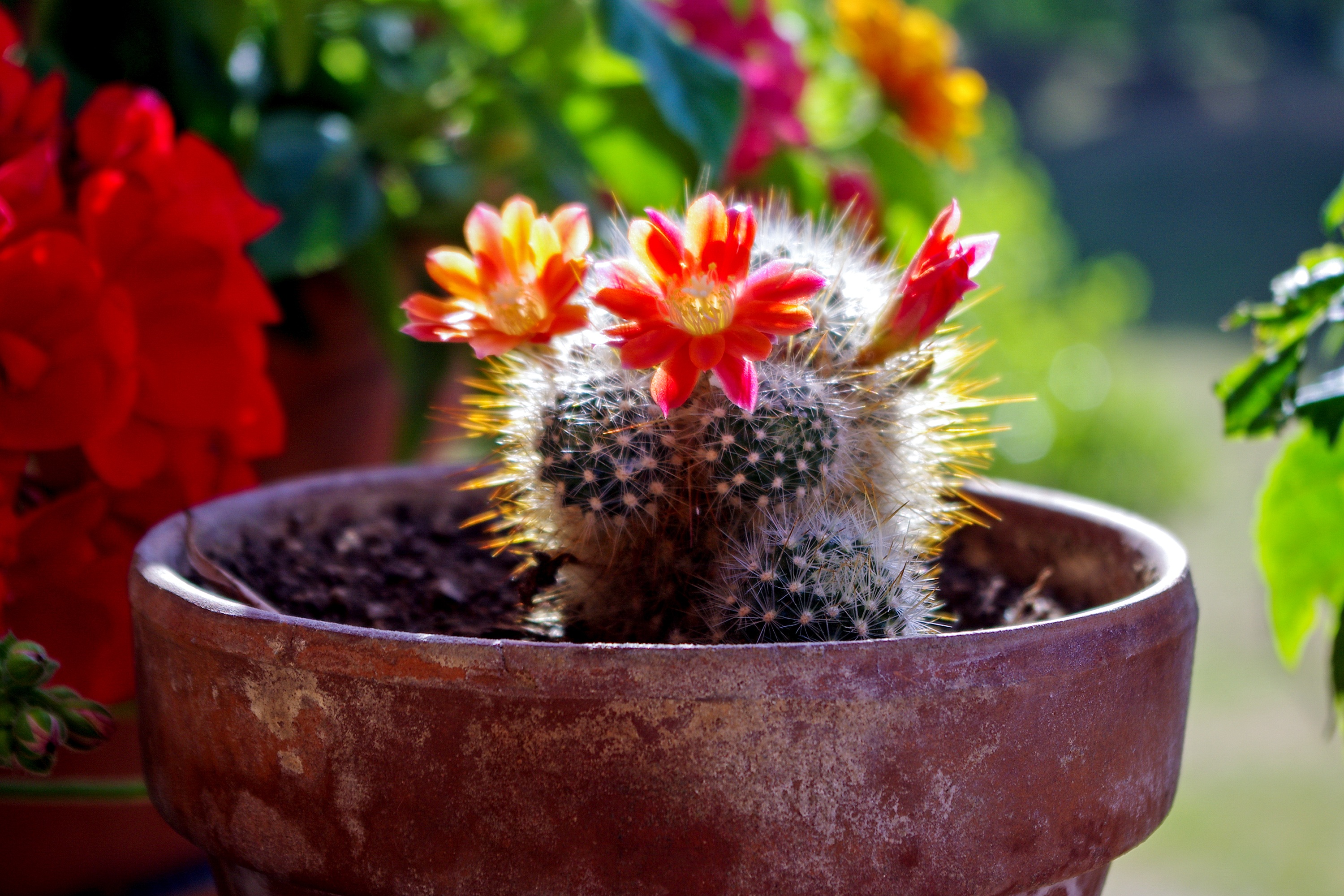 99533 télécharger le fond d'écran floraison, cactus, fleurs, fleur, succulentes - économiseurs d'écran et images gratuitement