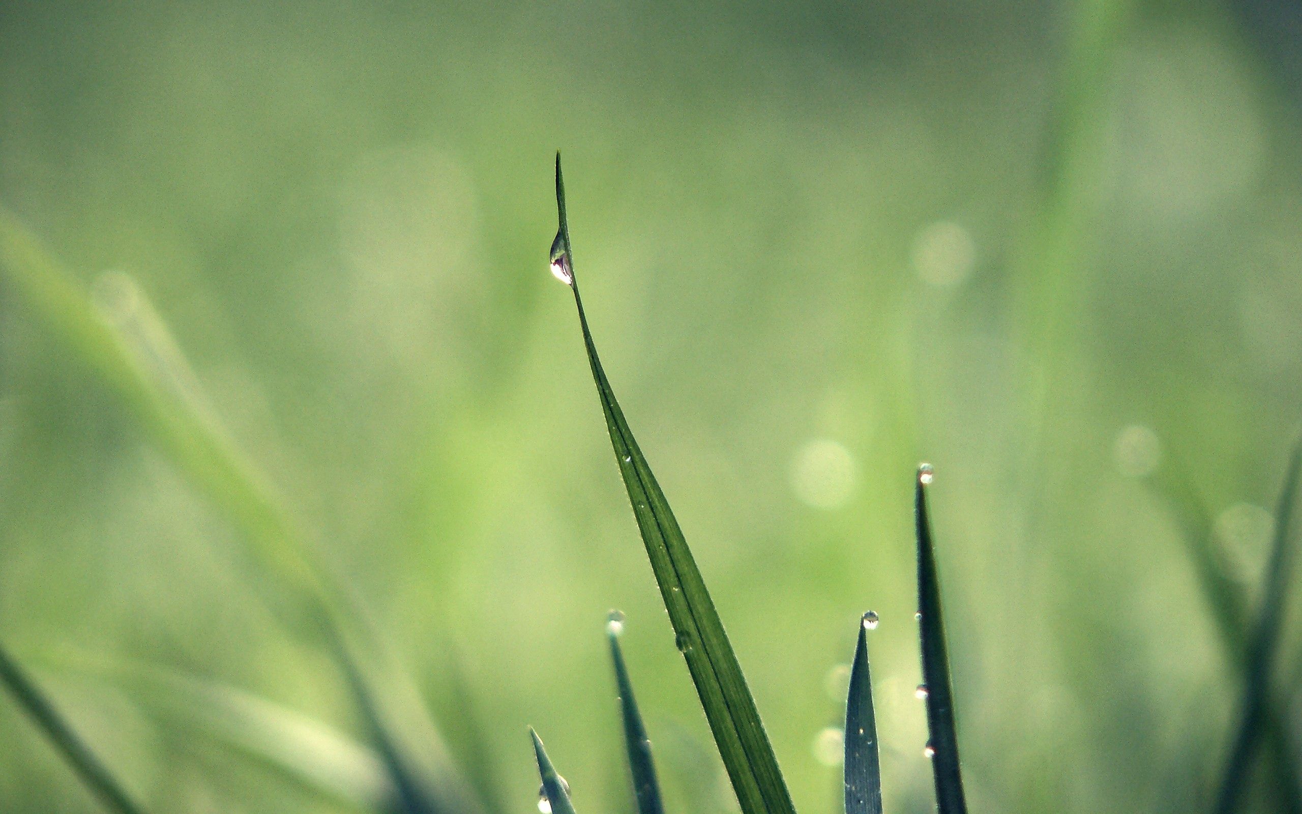 Laden Sie das Grass, Drops, Makro, Licht, Hell Gefärbt, Tau-Bild kostenlos auf Ihren PC-Desktop herunter