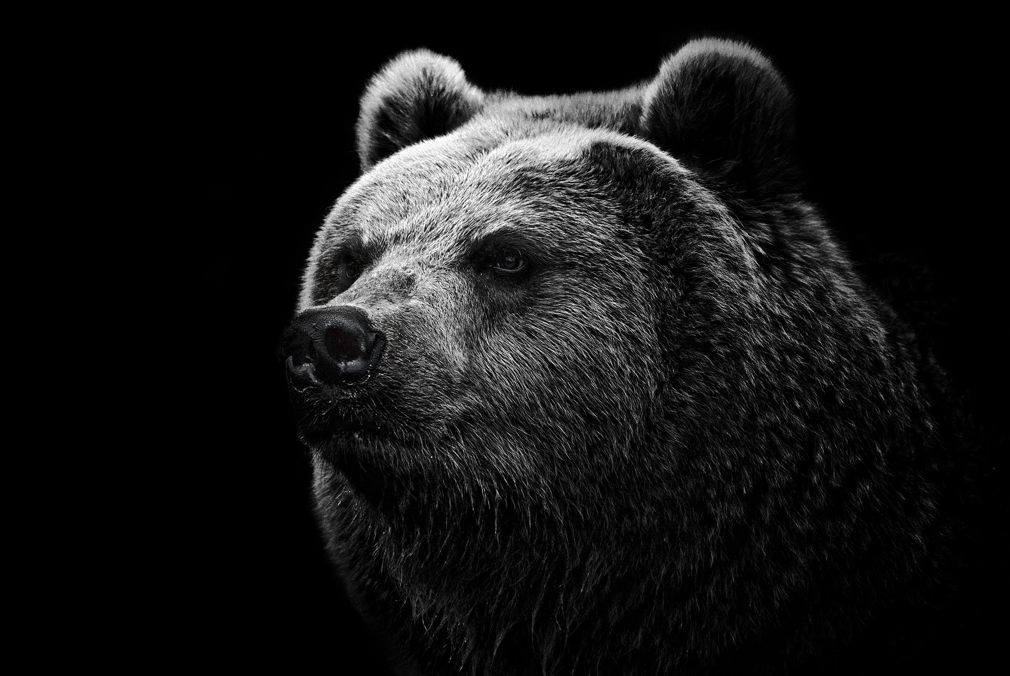 bear, animal, bears High Definition image