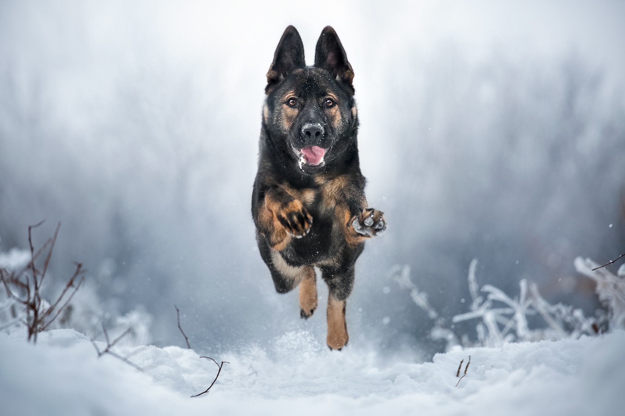 HD desktop wallpaper: Winter, Dogs, Snow, Dog, Animal, German Shepherd,  Depth Of Field download free picture #406938