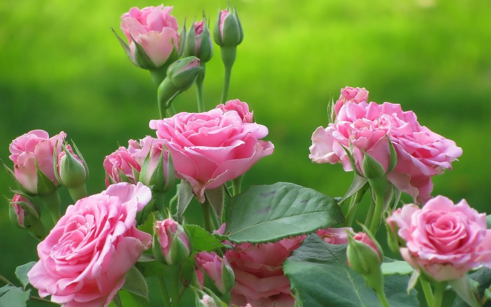 38393 descargar fondo de pantalla flores, roses, plantas, verde: protectores de pantalla e imágenes gratis