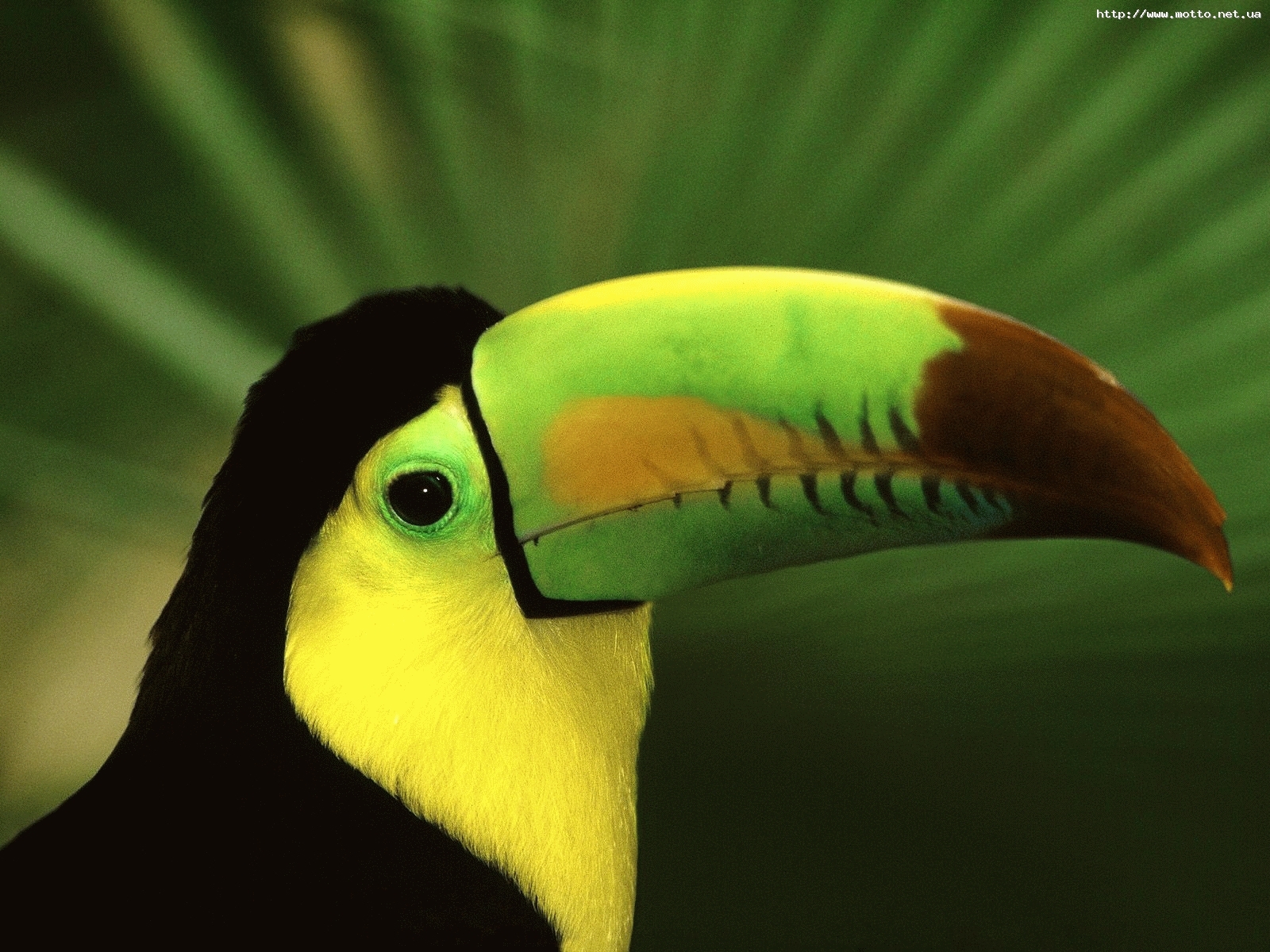 Images & Pictures toucans, green, animals Birds