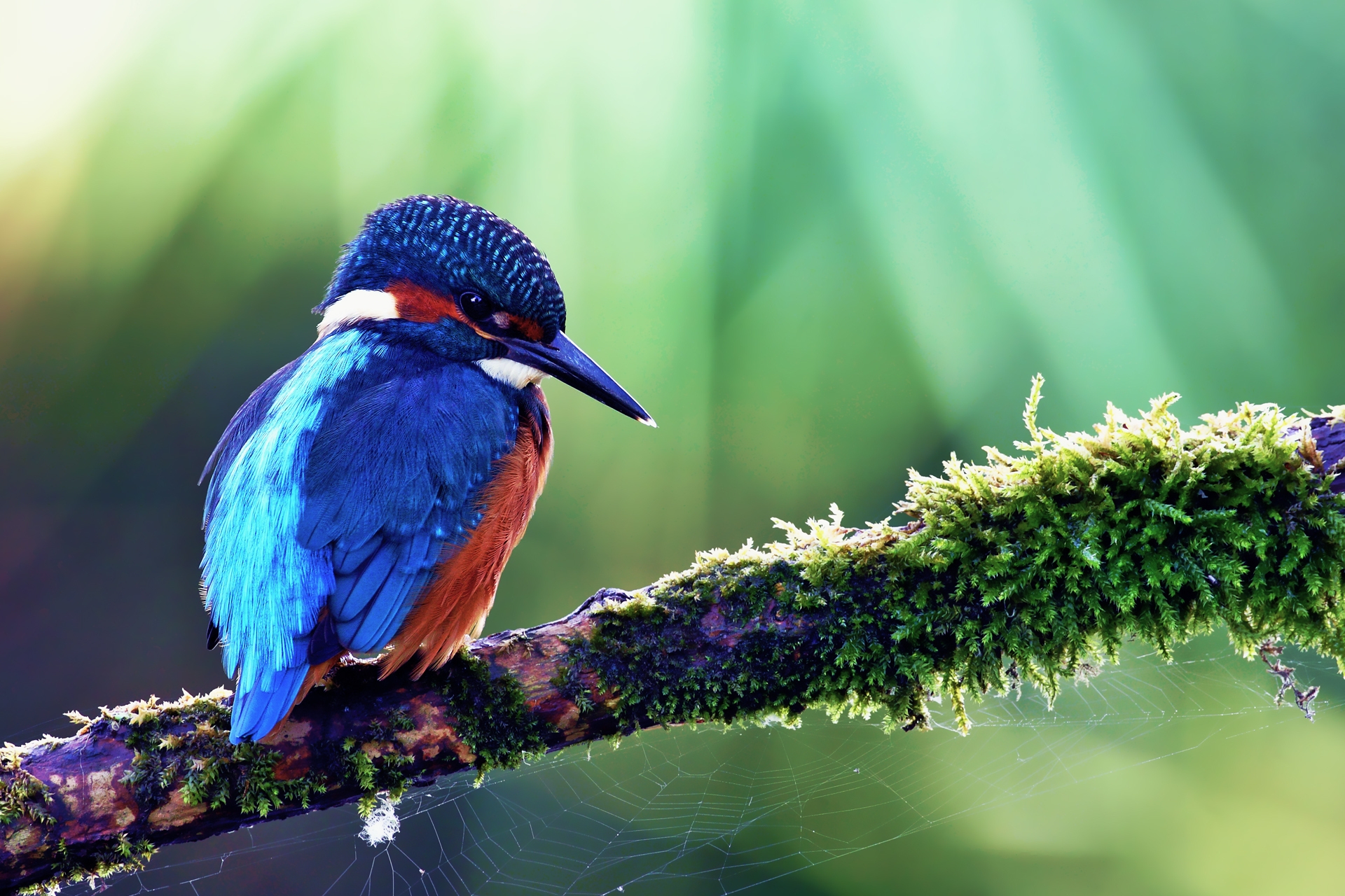100757 free wallpaper 480x800 for phone, download images common kingfisher, animals, branch, beak 480x800 for mobile