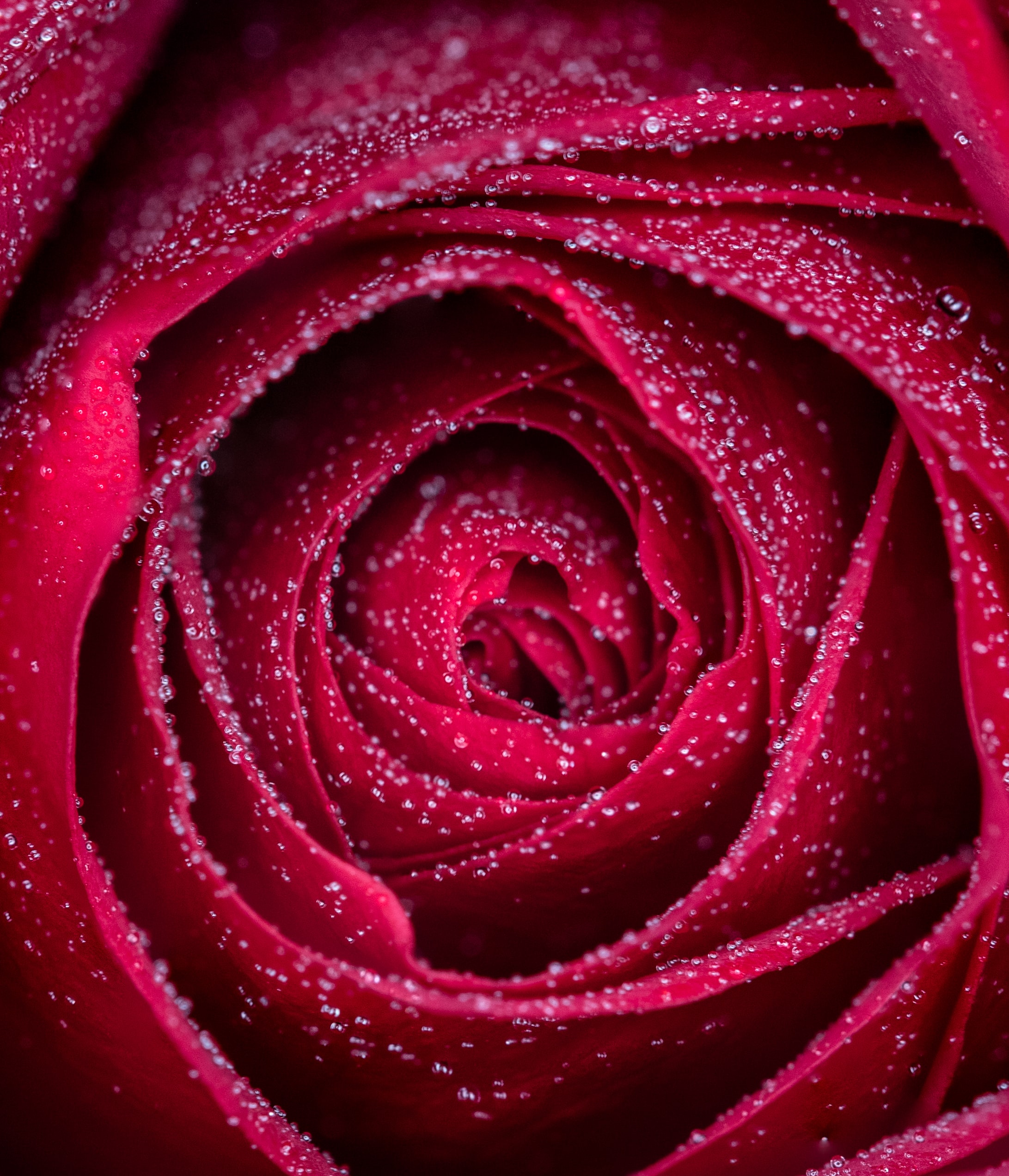 drops, red, flower, macro, rose flower, rose, petals, wet 32K