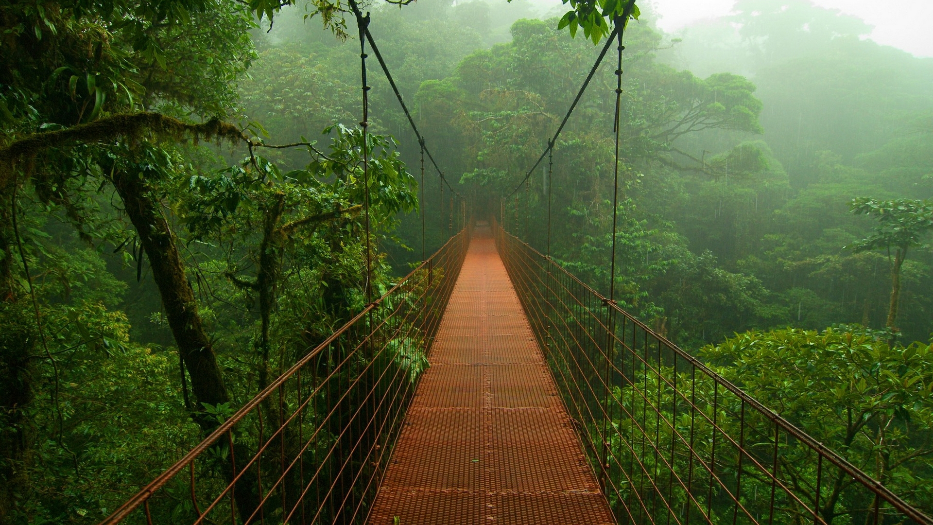 forest, jungle, bridge, man made, rainforest, bridges Full HD