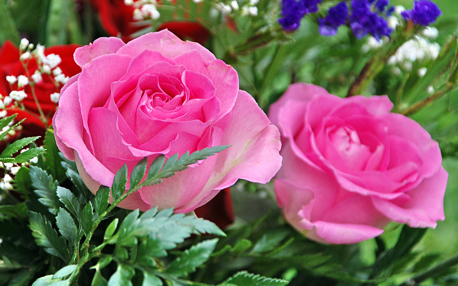 277373 Salvapantallas y fondos de pantalla Rosa en tu teléfono. Descarga imágenes de rosa rosada, flor, tierra/naturaleza, flores gratis