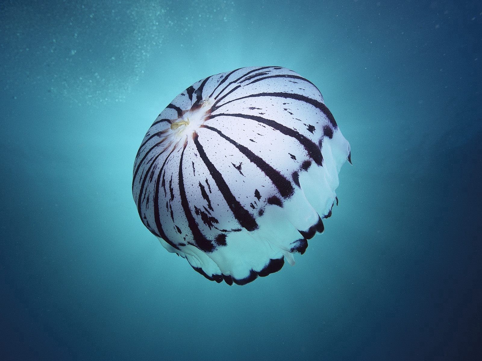animals, sea, jellyfish, underwater world, sponge, to swim, swim