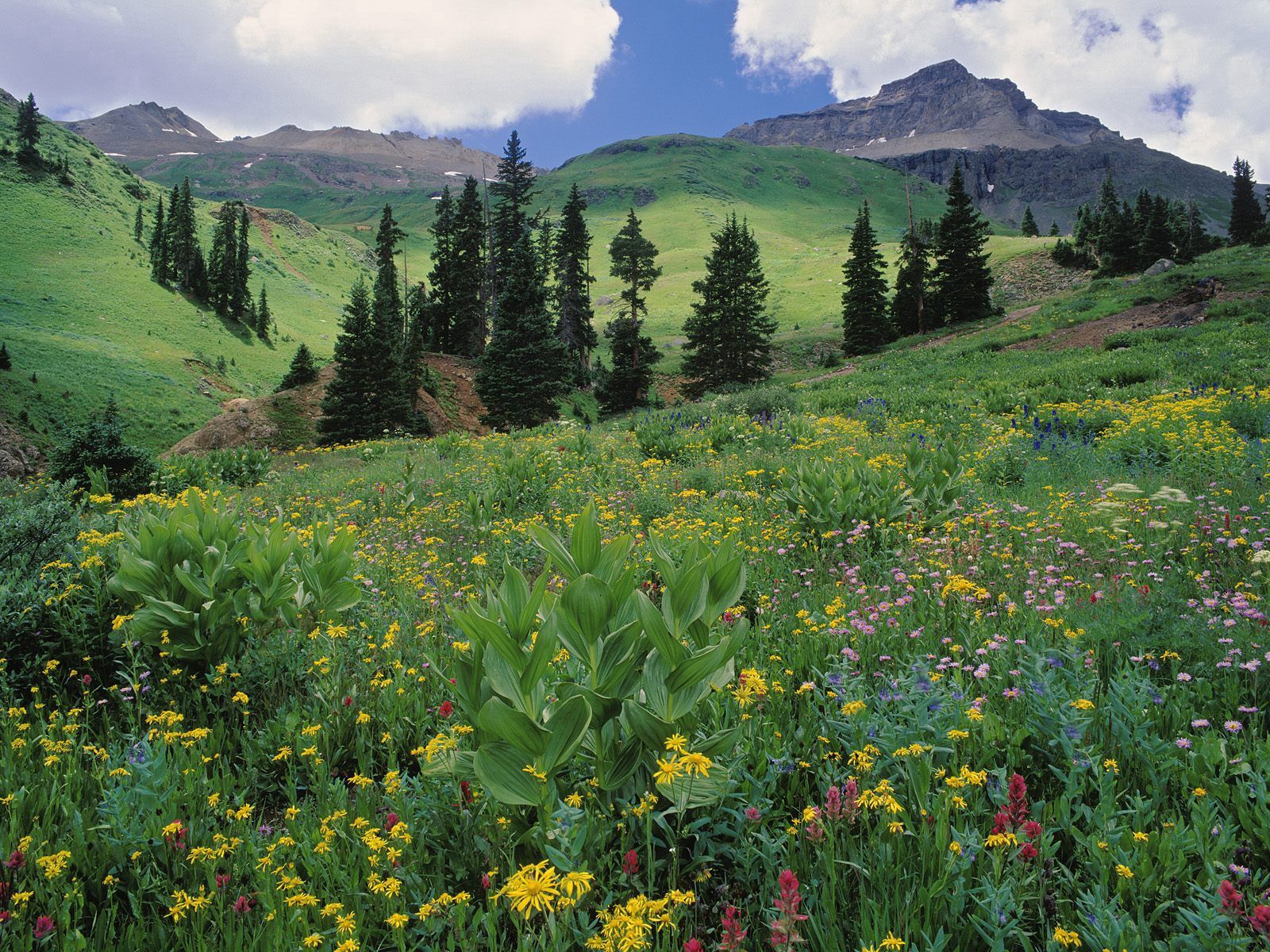 Handy-Wallpaper Natur, Blumen, Bäume, Grass, Grüne, Grünen, Wiese, Pisten, Colorado kostenlos herunterladen.