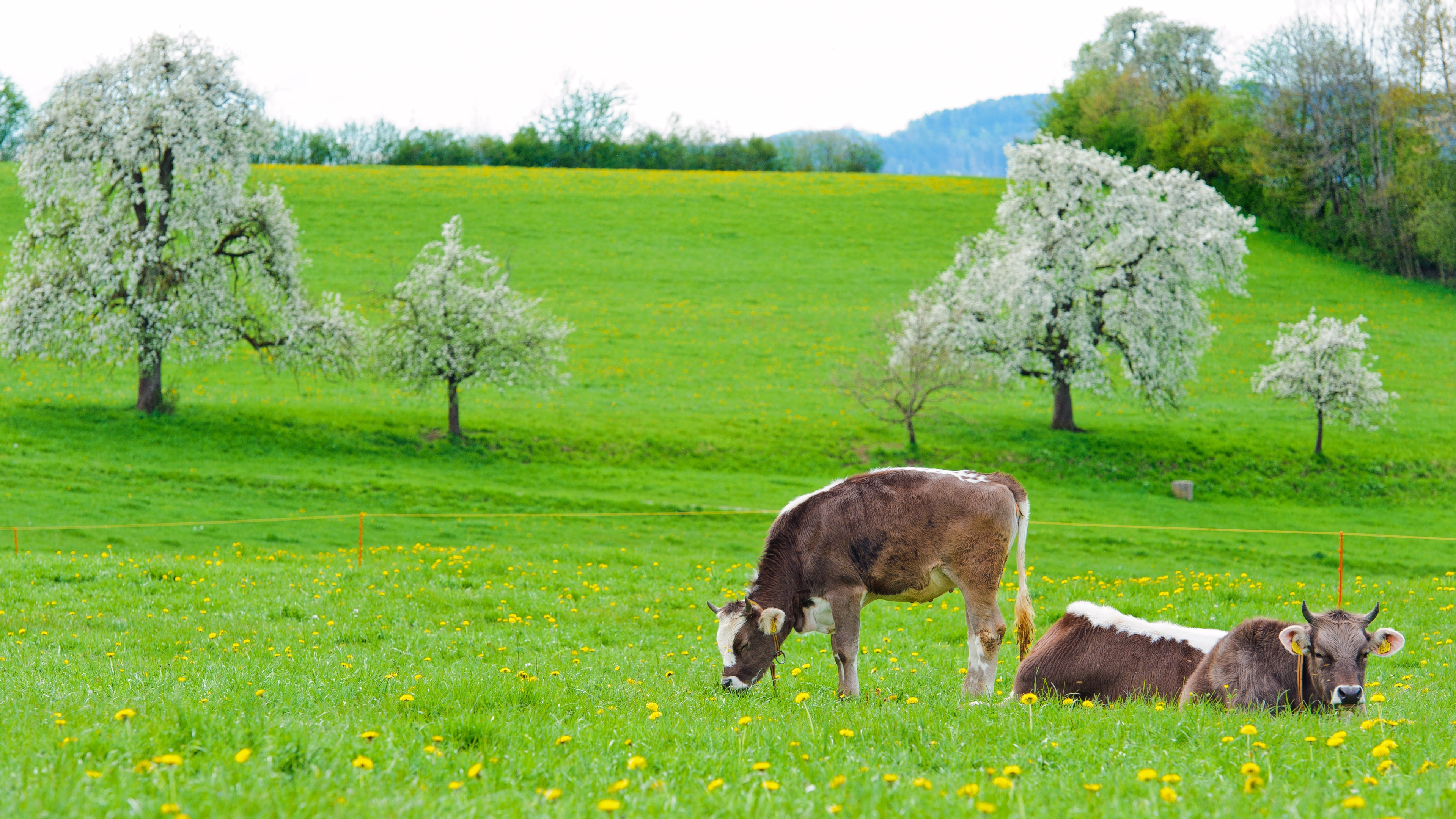 Laden Sie das Sich Hinlegen, Frühling, Tiere, Lebensmittel, Grass, Kühe, Liegen-Bild kostenlos auf Ihren PC-Desktop herunter