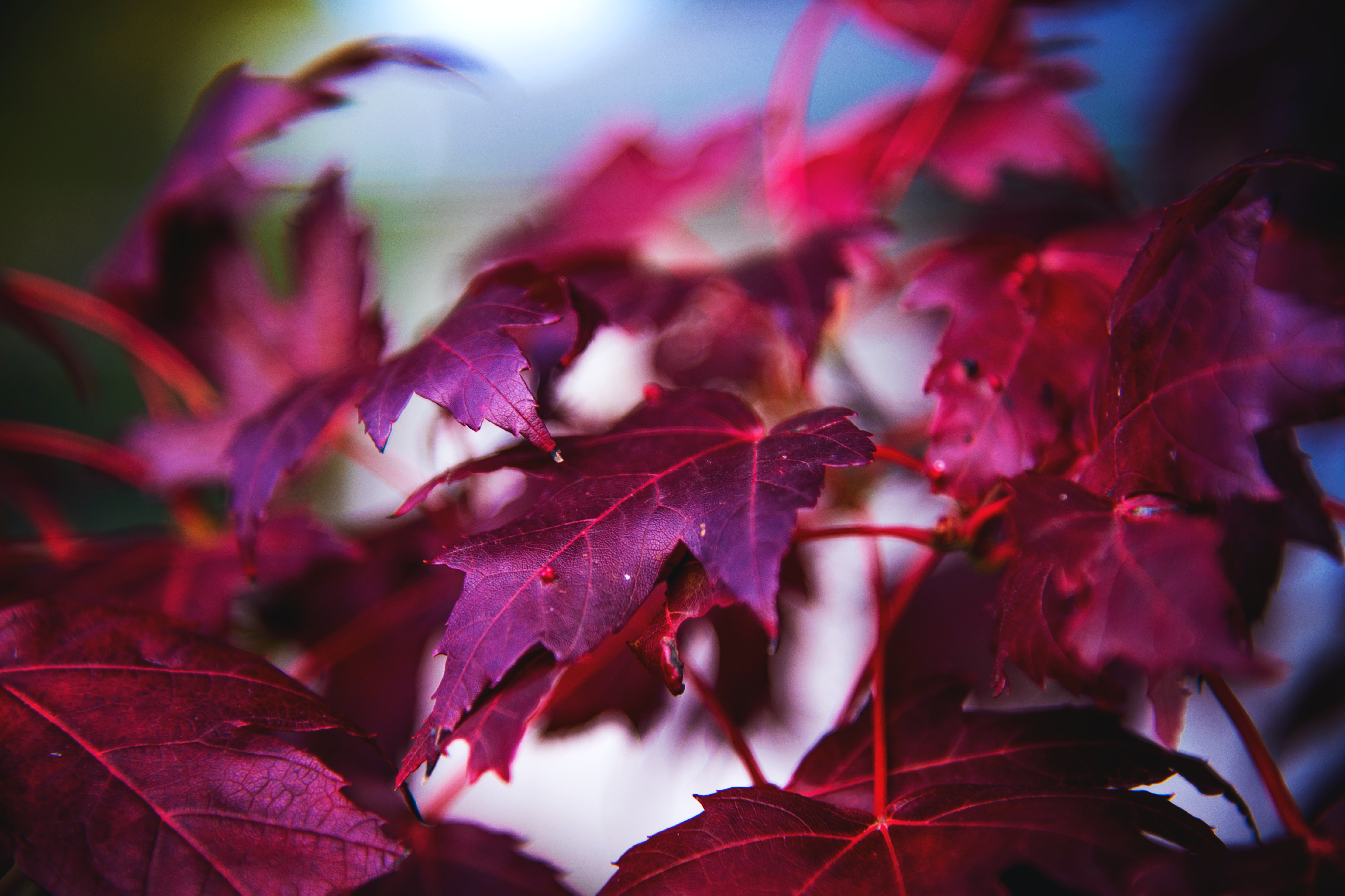 macro, leaves, red, branch, maple 32K