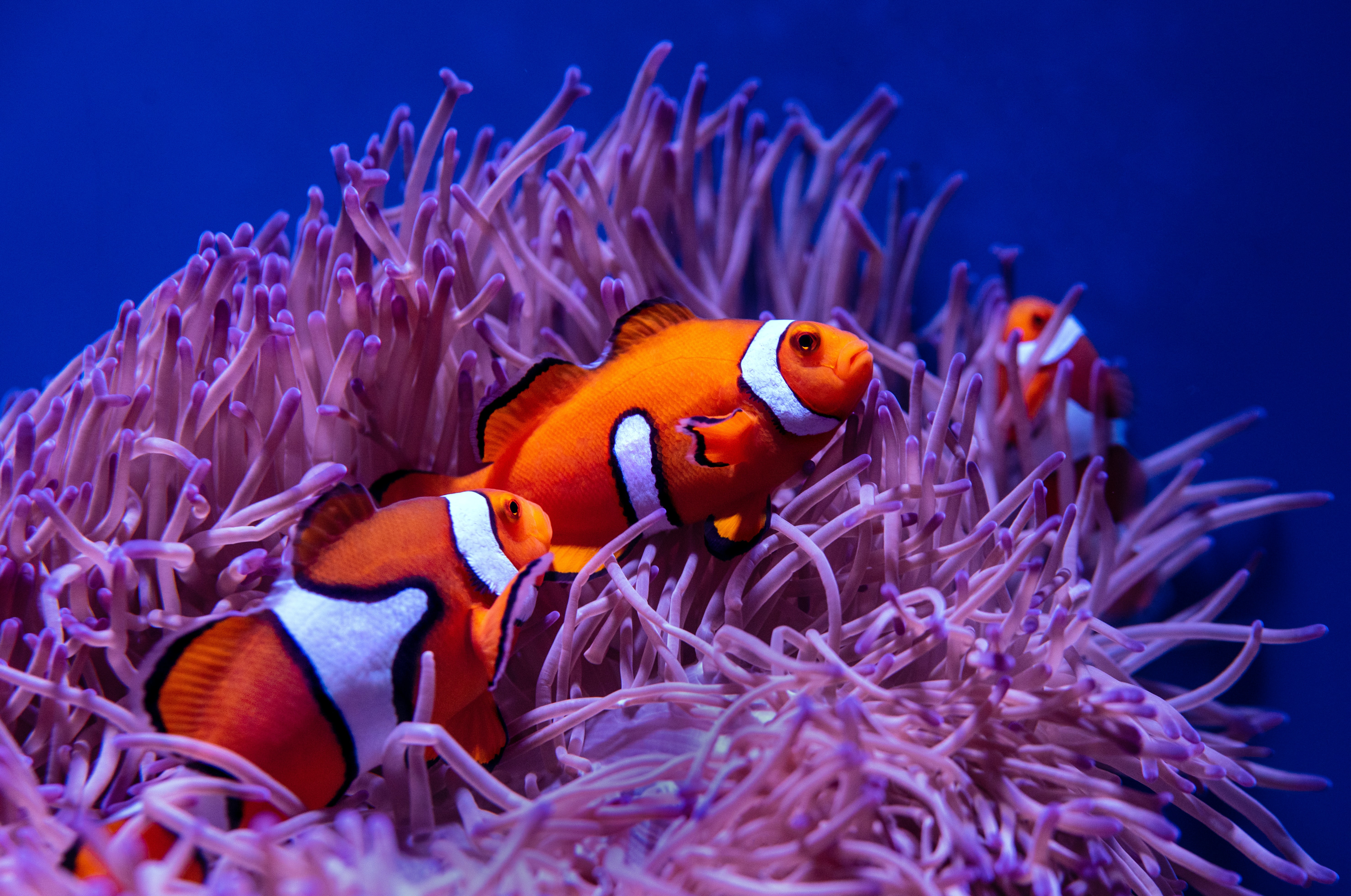 coral, fish clown, animals, water, clown fish, fish, reef QHD