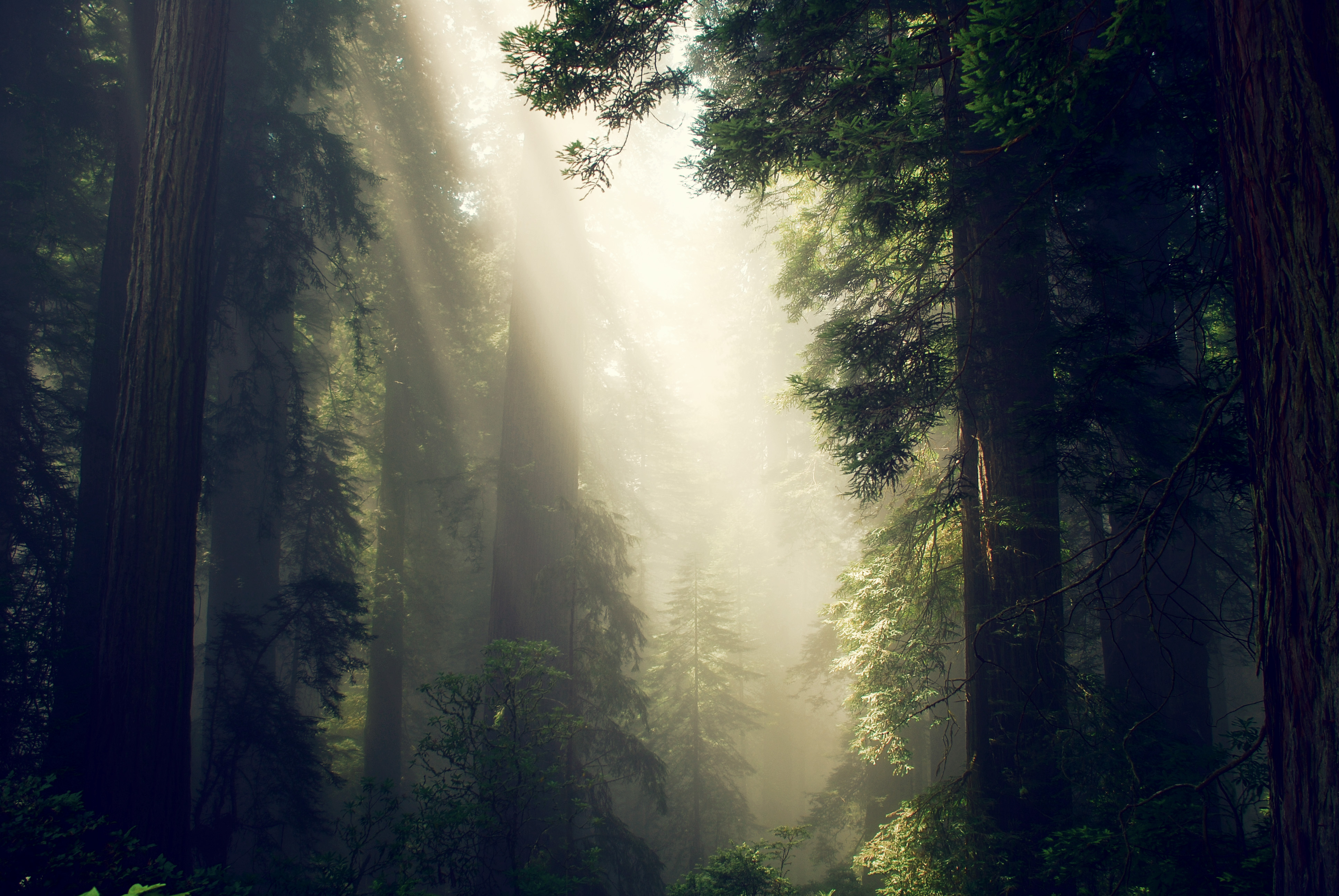 Mobile wallpaper fog, nature, trees, forest, sunlight