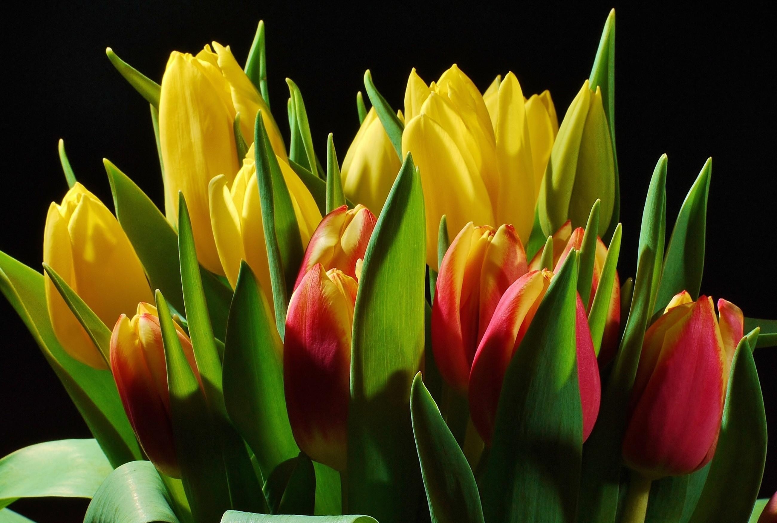 61264 télécharger le fond d'écran fleurs, tulipes, briller, lumière, bouquet, fond noir, bourgeons - économiseurs d'écran et images gratuitement