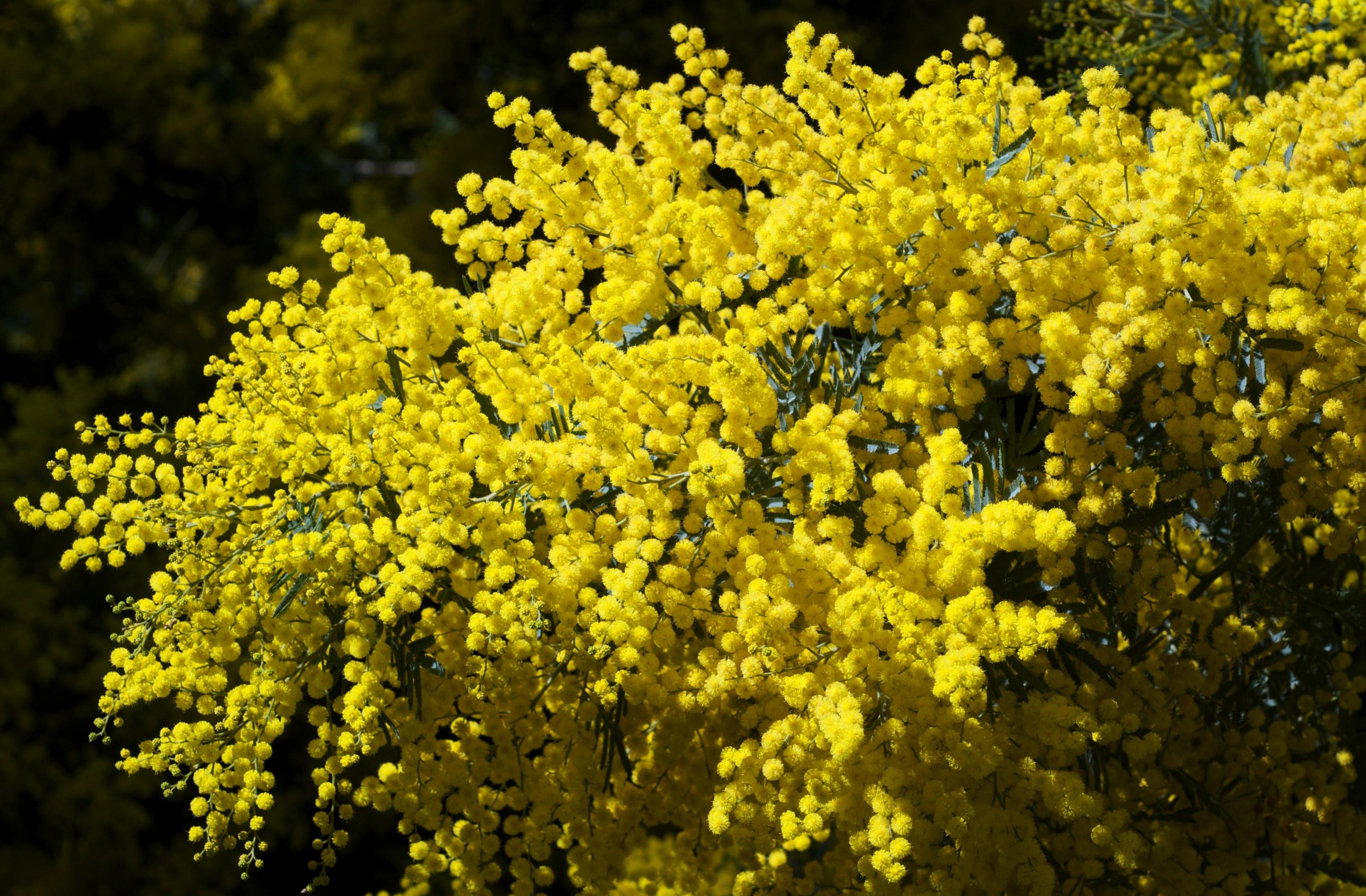Laden Sie das Frühling, Blumen, Bush, Hell, Flauschige, Geäst, Zweige, Busch, Mimosa, Mimose-Bild kostenlos auf Ihren PC-Desktop herunter