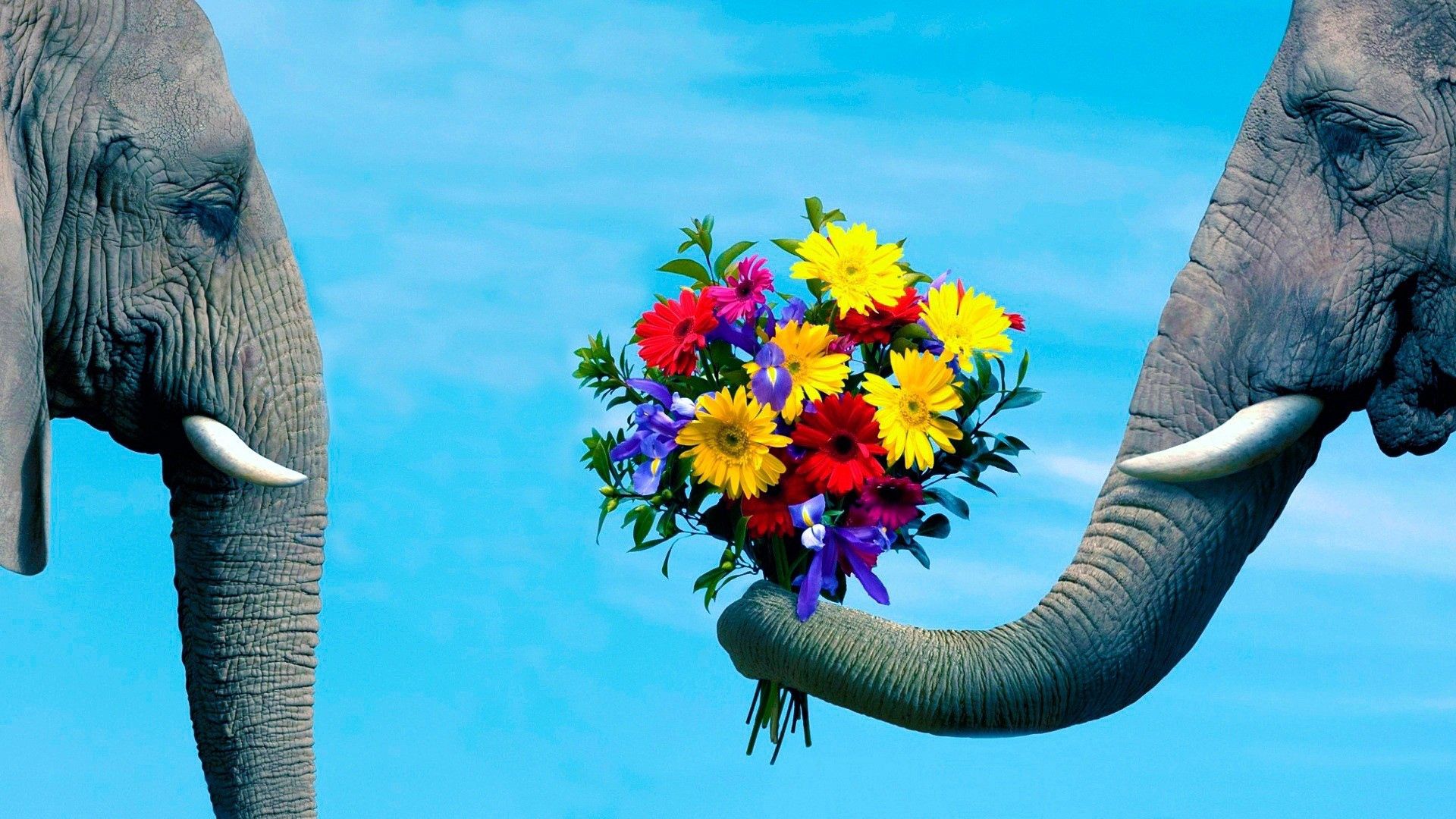 Laden Sie das Tiere, Blumen, Paar, Romantik, Pflege, Elefant, Elefanten, Kofferraum, Der Rüssel-Bild kostenlos auf Ihren PC-Desktop herunter