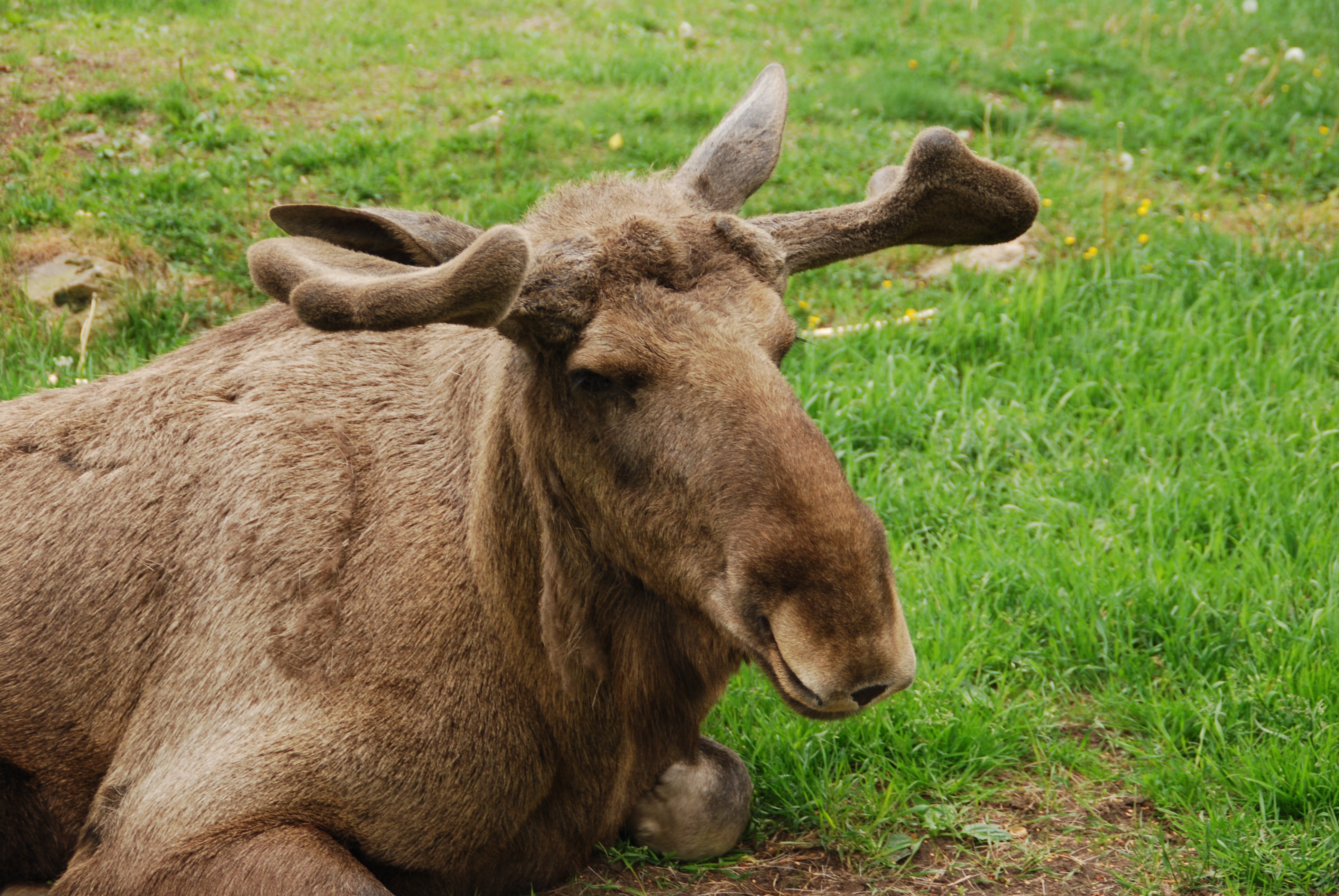 Phone Background Full HD elk, muzzle, animals, grass