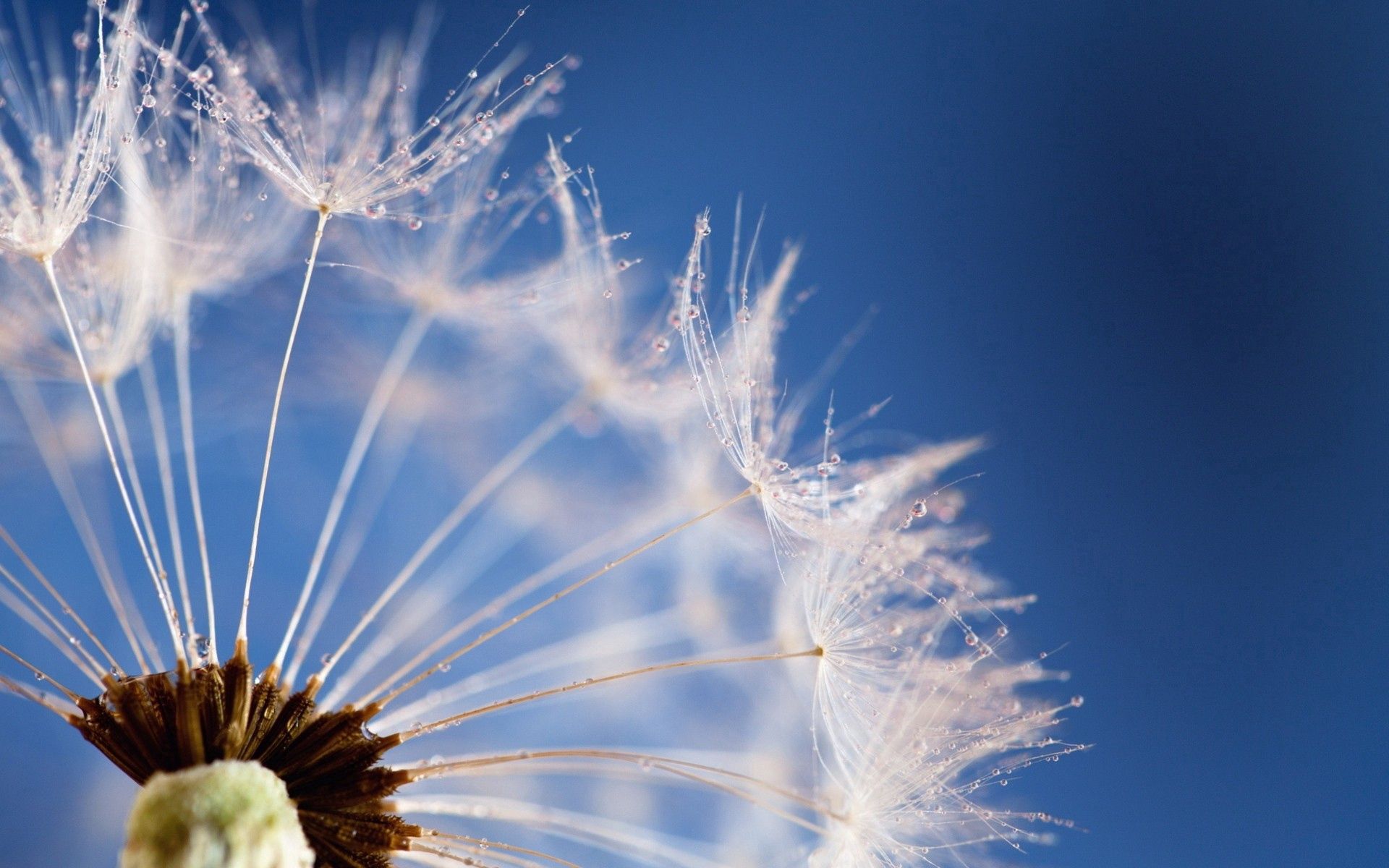 Dandelion fluff, sky, flower, macro Lock Screen