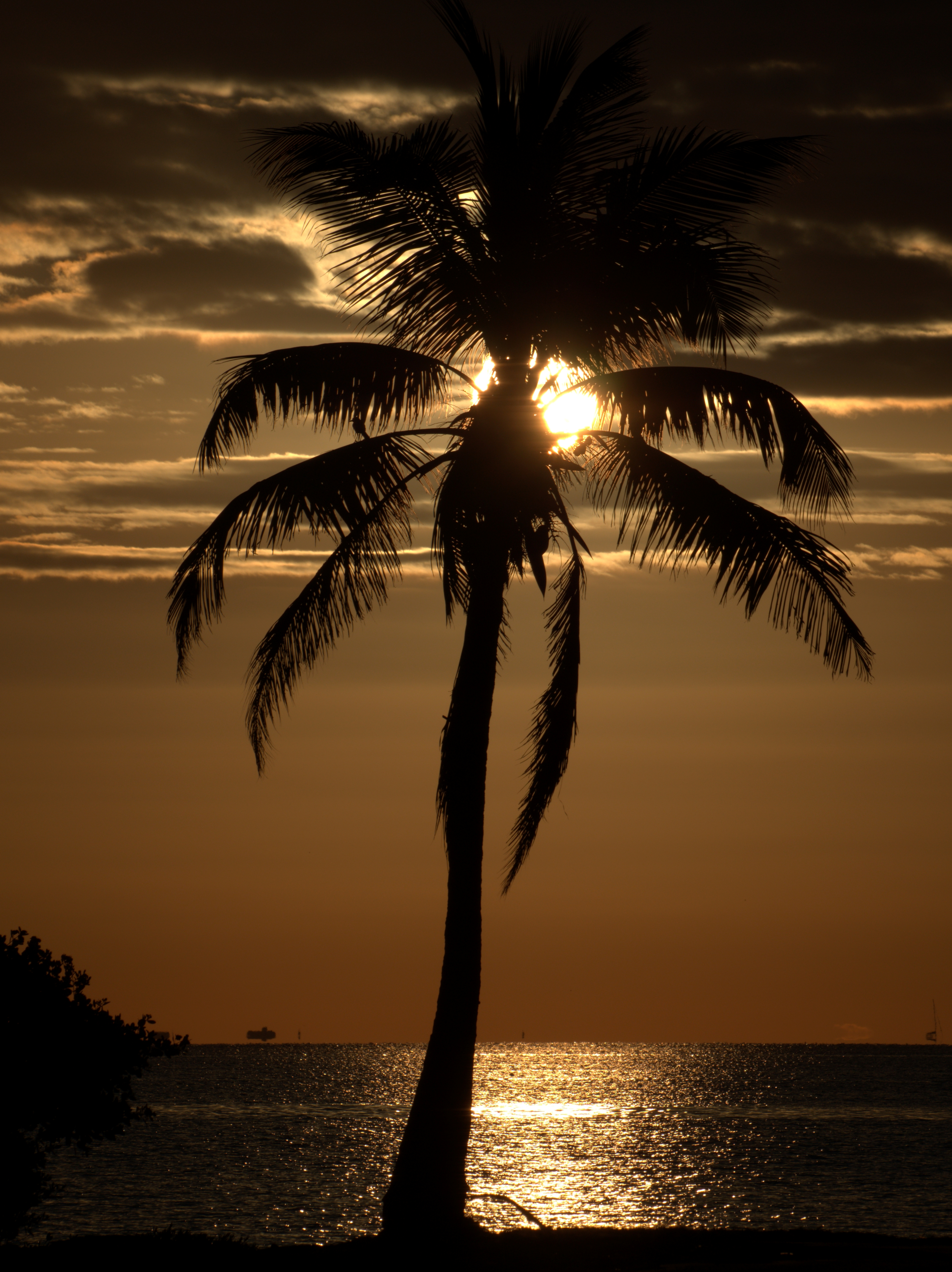 sunset, twilight, nature, sea, dark, palm, dusk QHD