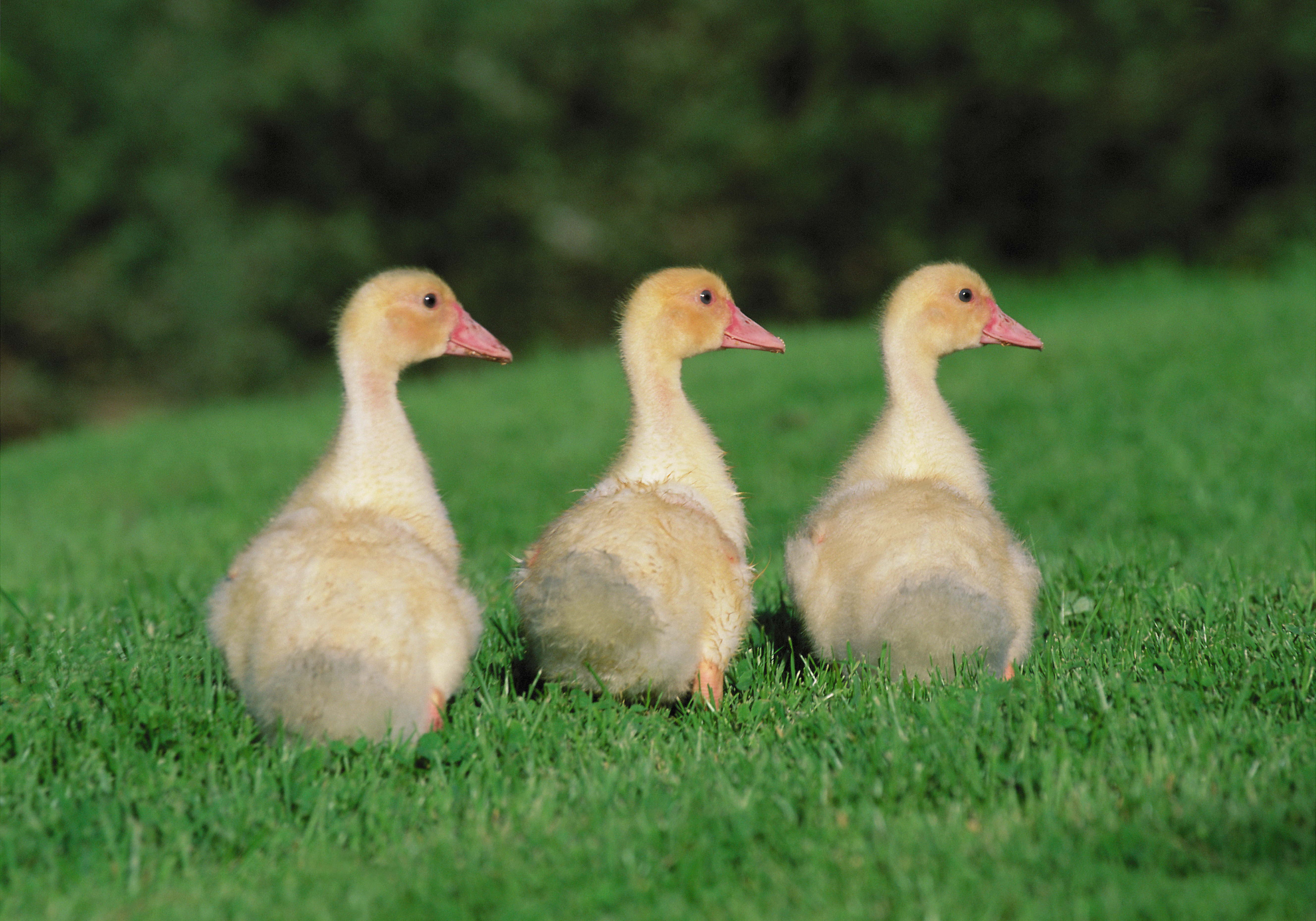 Laden Sie das Tiere, Geese, Vögel, Küken, Gans-Bild kostenlos auf Ihren PC-Desktop herunter