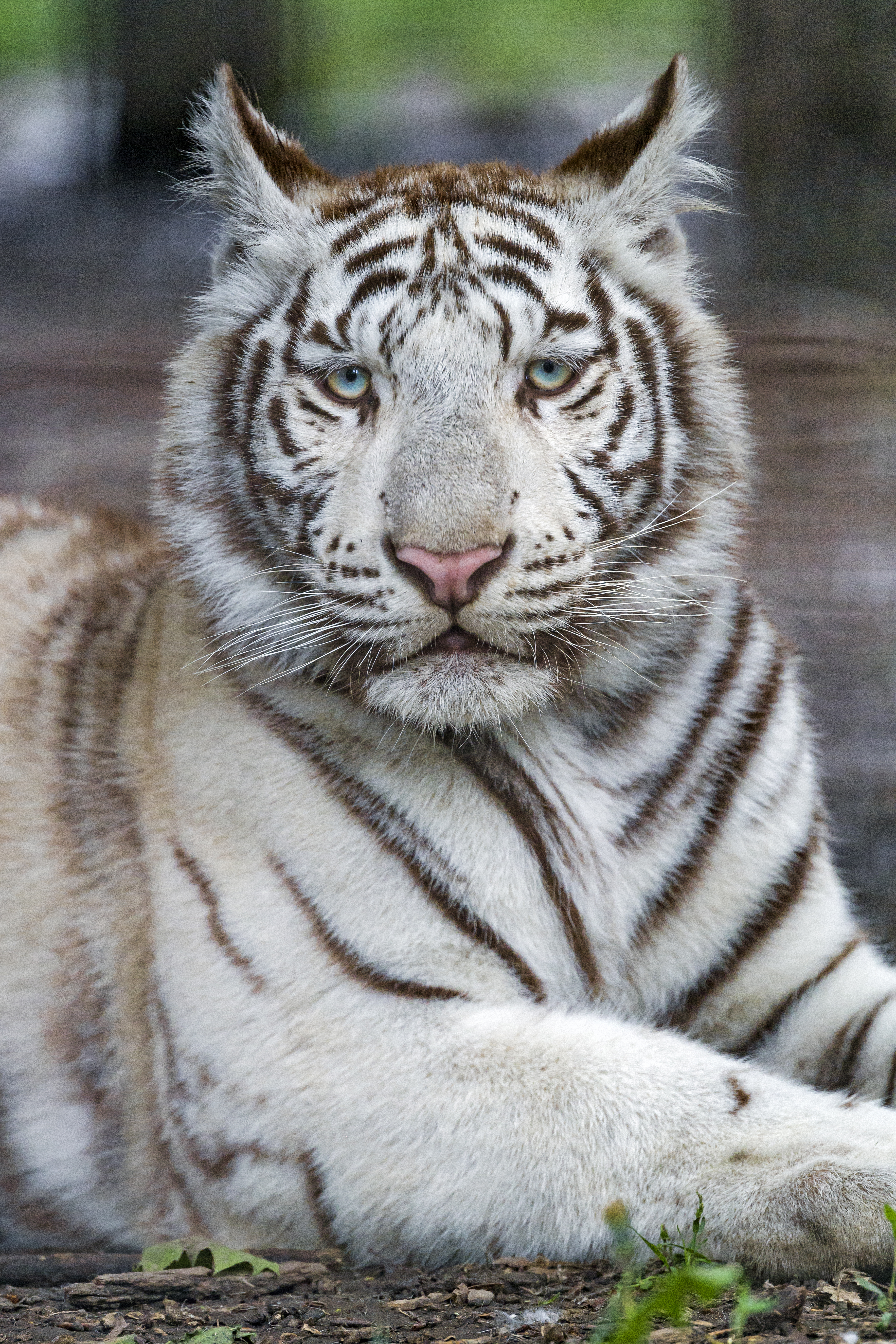 tiger, animals, white, predator, beast, albino High Definition image