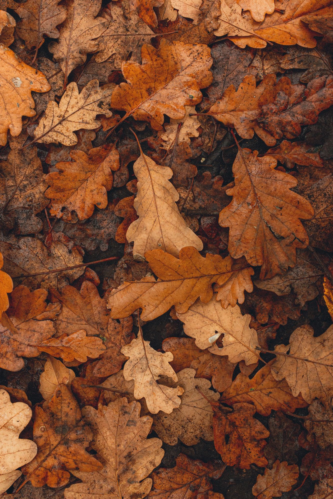 Download mobile wallpaper: Dry, Fallen, Leaves, Brown, Macro, Autumn ...