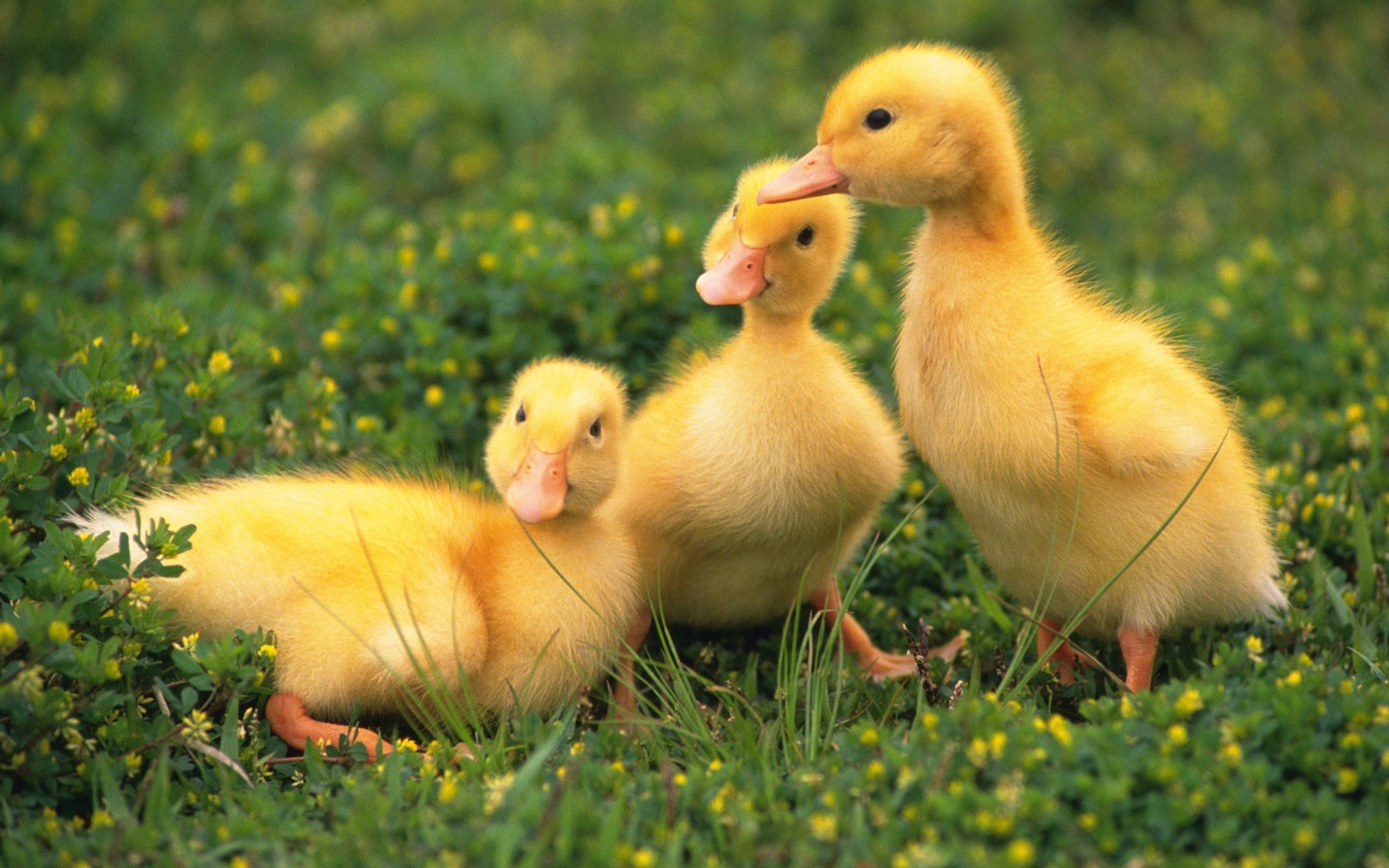 31769 Bildschirmschoner und Hintergrundbilder Ducks auf Ihrem Telefon. Laden Sie tiere, vögel, ducks Bilder kostenlos herunter