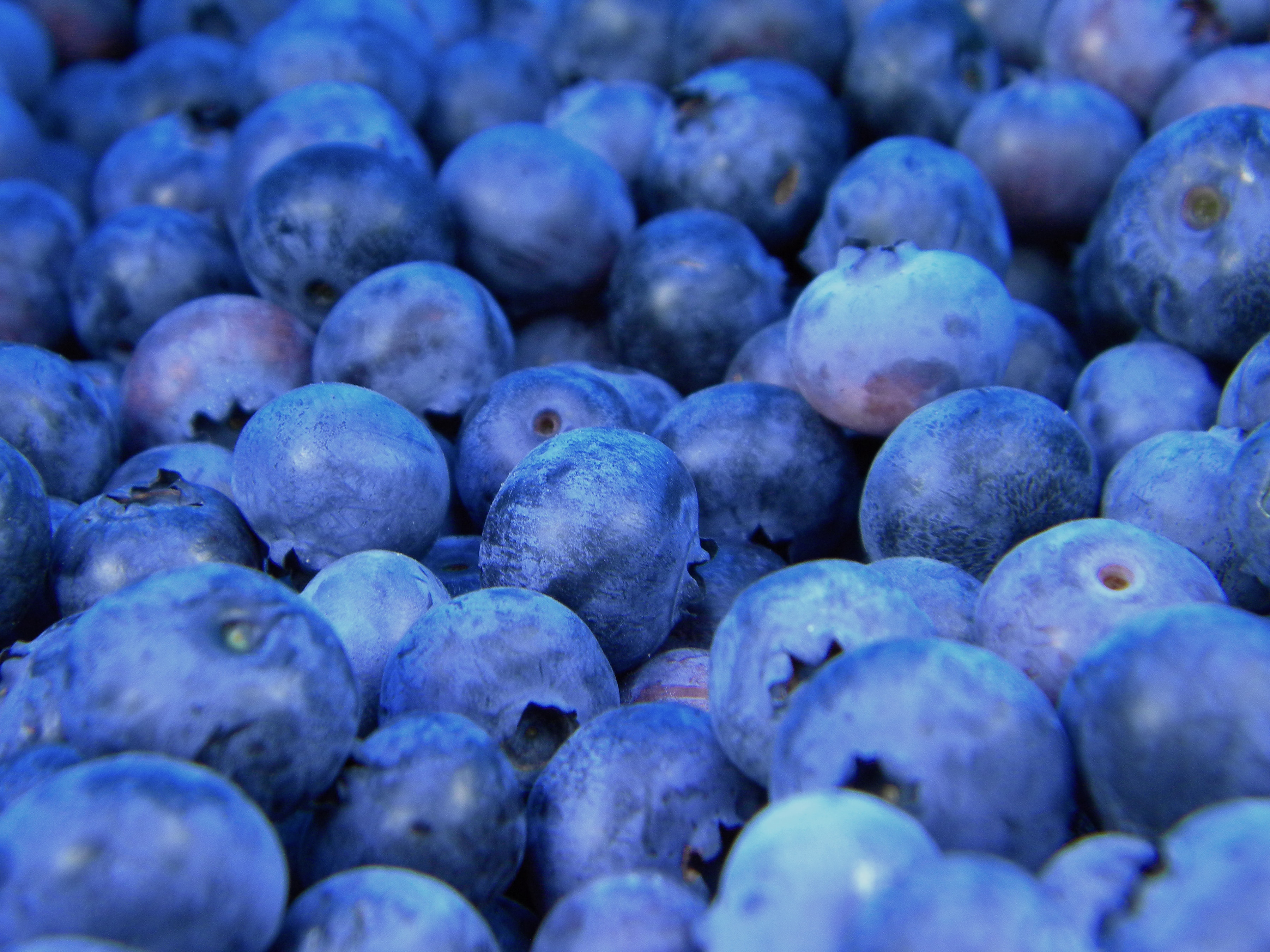 Handy-Wallpaper Lebensmittel, Blueberry, Blaubeeren, Berries kostenlos herunterladen.