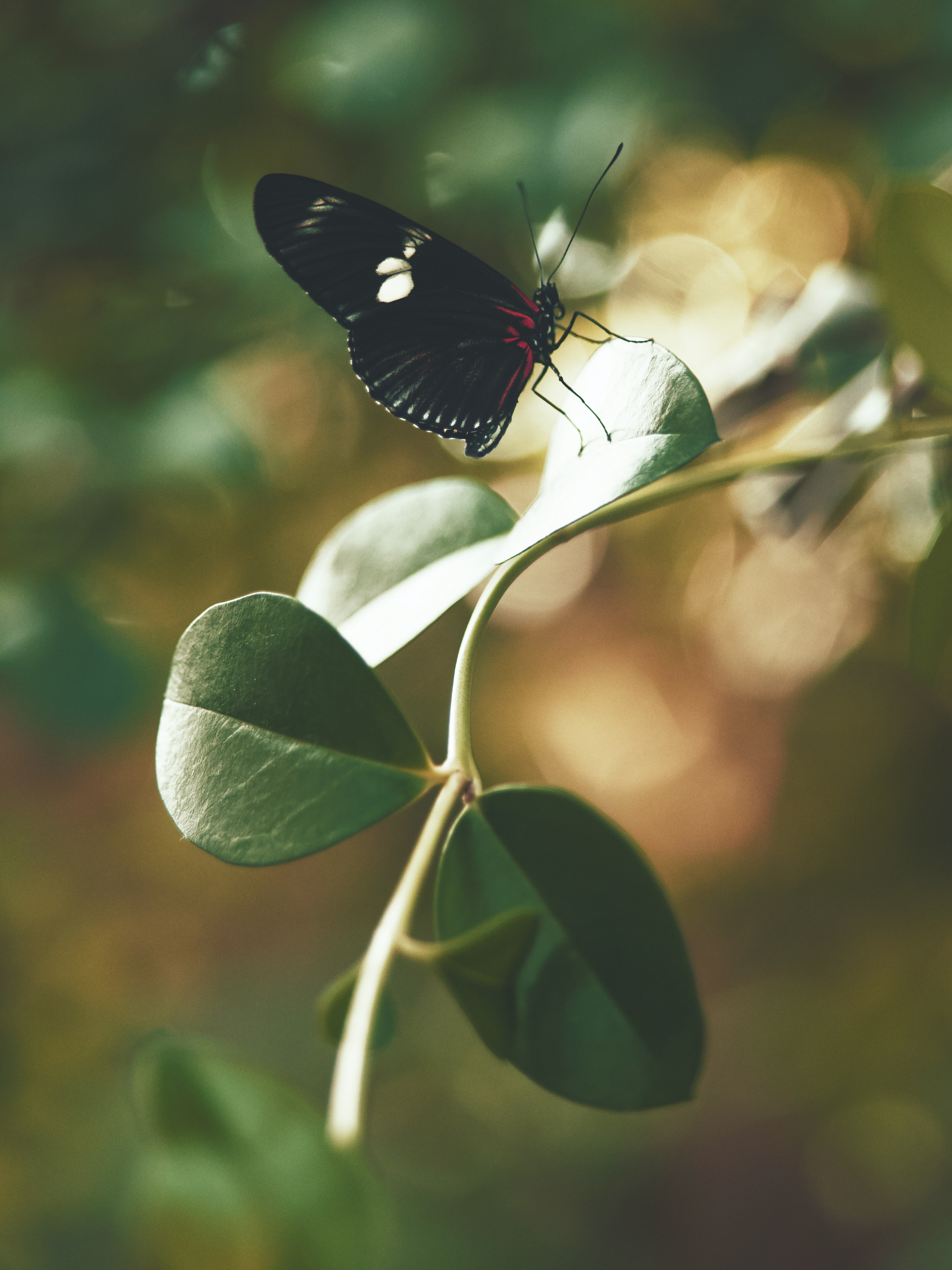 butterfly, stalk, leaves, macro, insect, stem wallpaper for mobile