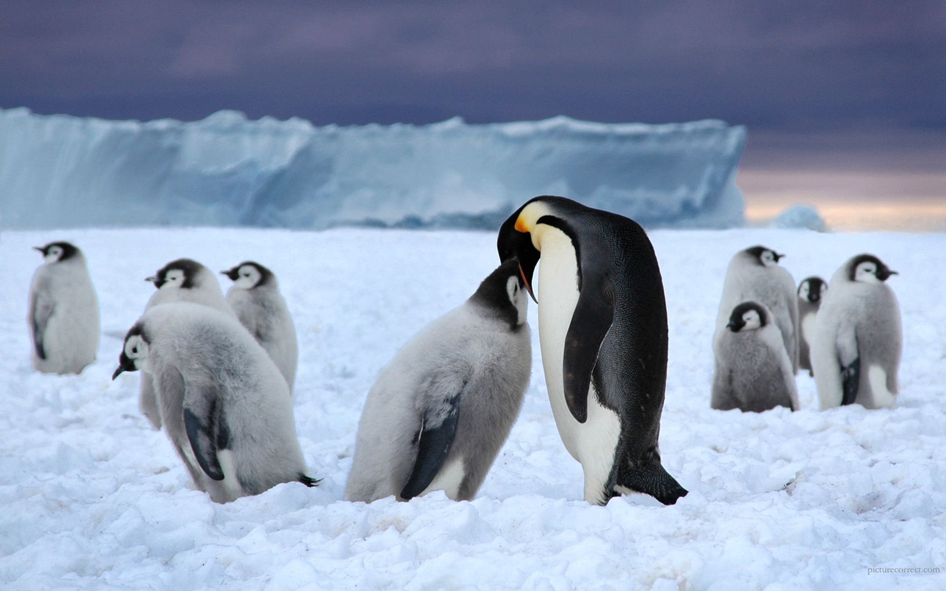 black, flock, white, pinguins Horizontal Wallpapers