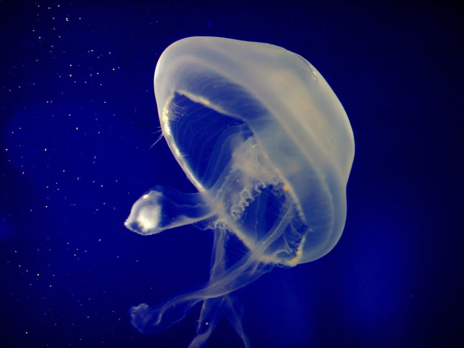 Mobile wallpaper animals, sea, jellyfish, underwater world, to swim, swim