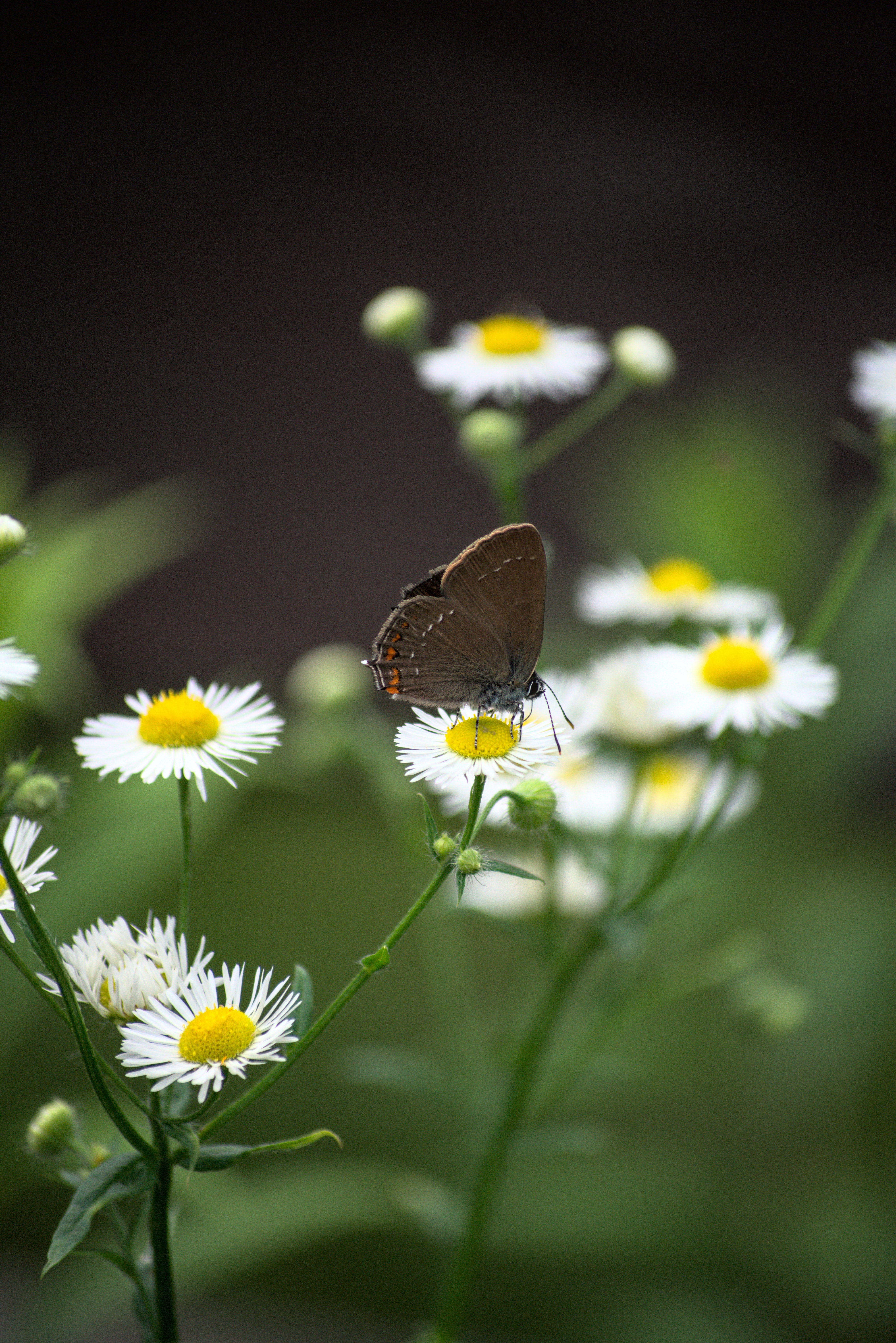 flowers, camomile, animals, butterfly HD Wallpaper for Phone
