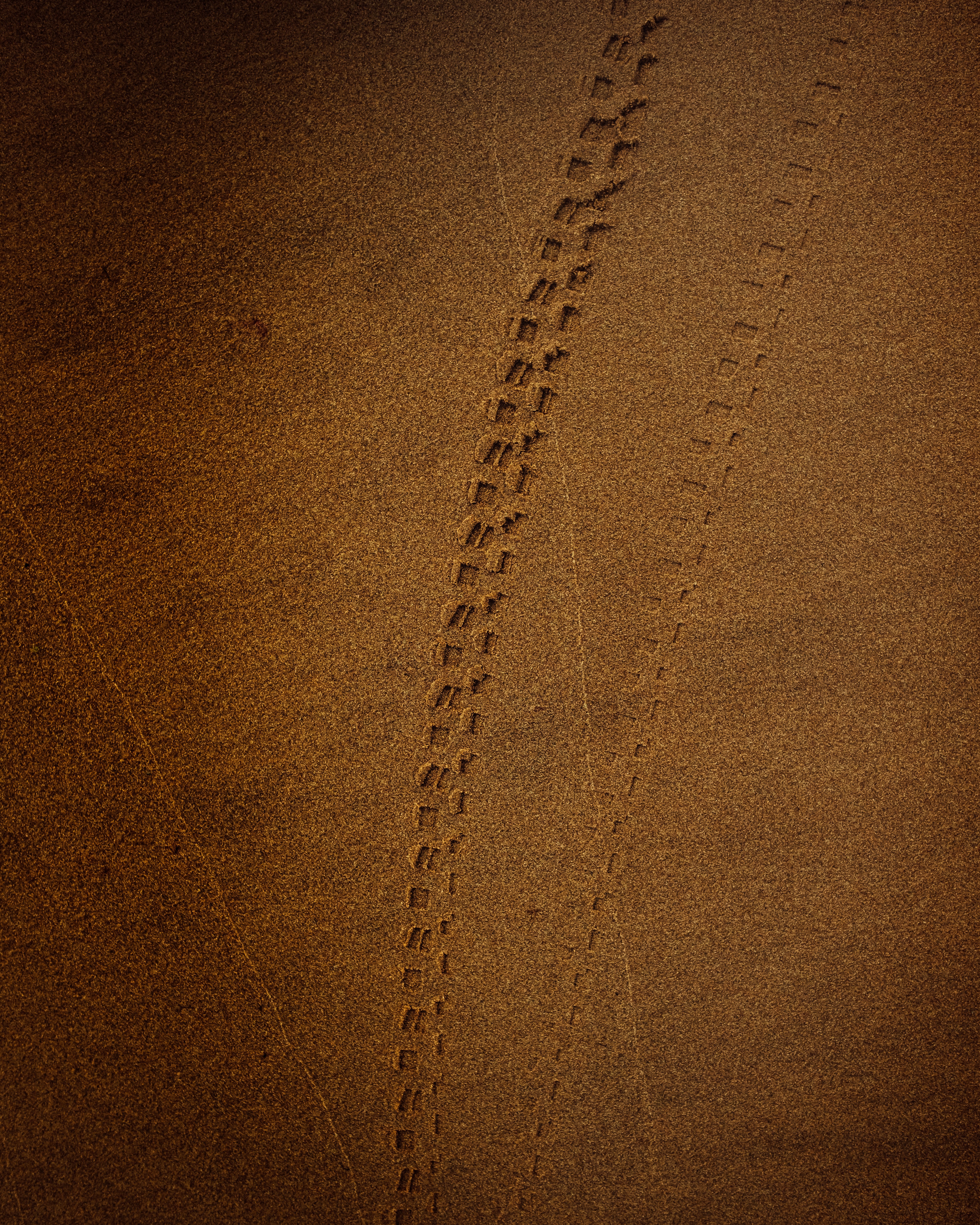 brown, sand, texture, textures, track, trace