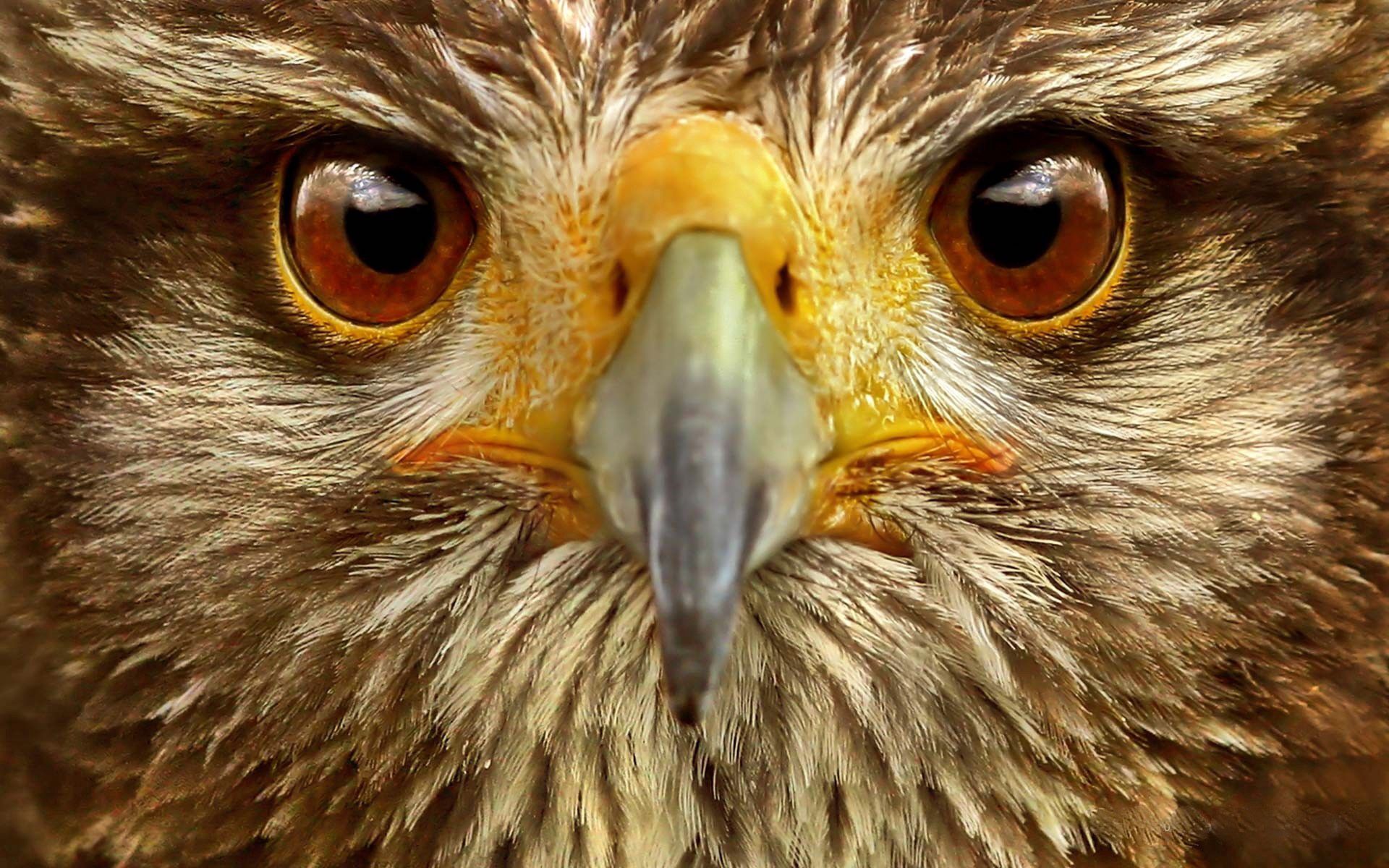 eagle, animals, bird, eyes 4K