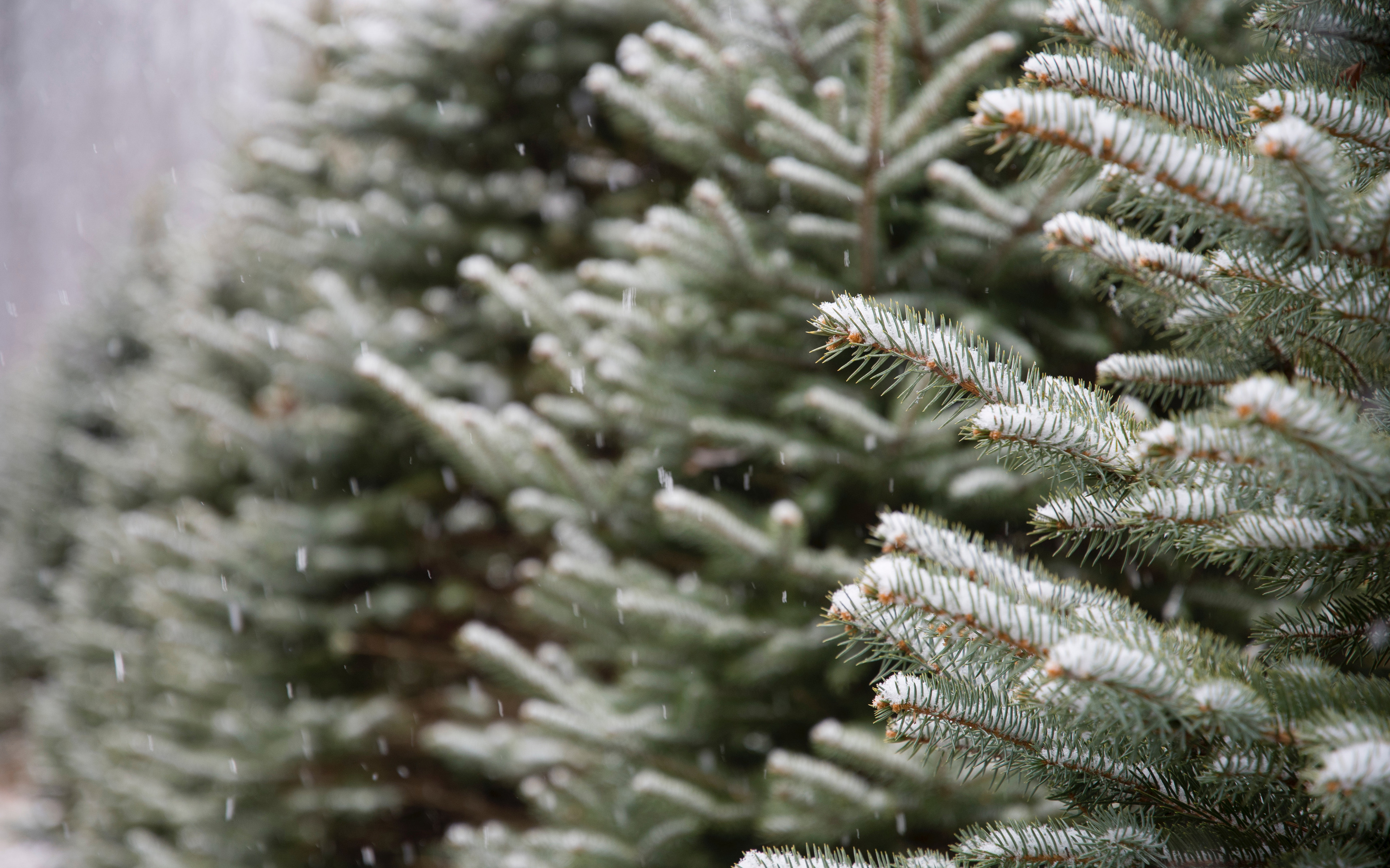 Download mobile wallpaper Winter, Snow, Close Up, Earth, Fir for free.