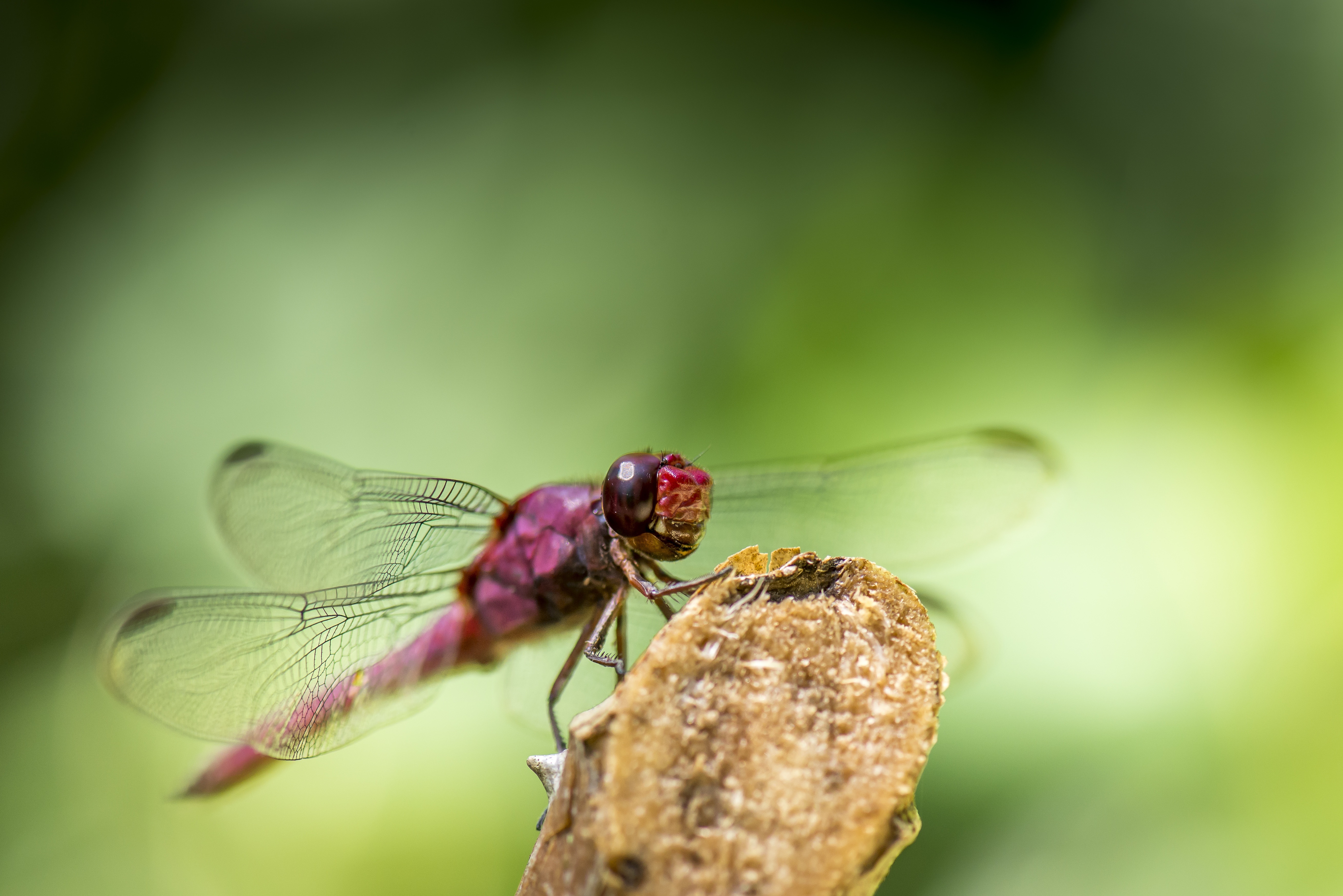 Laden Sie das Makro, Insekt, Flügel, Libelle-Bild kostenlos auf Ihren PC-Desktop herunter