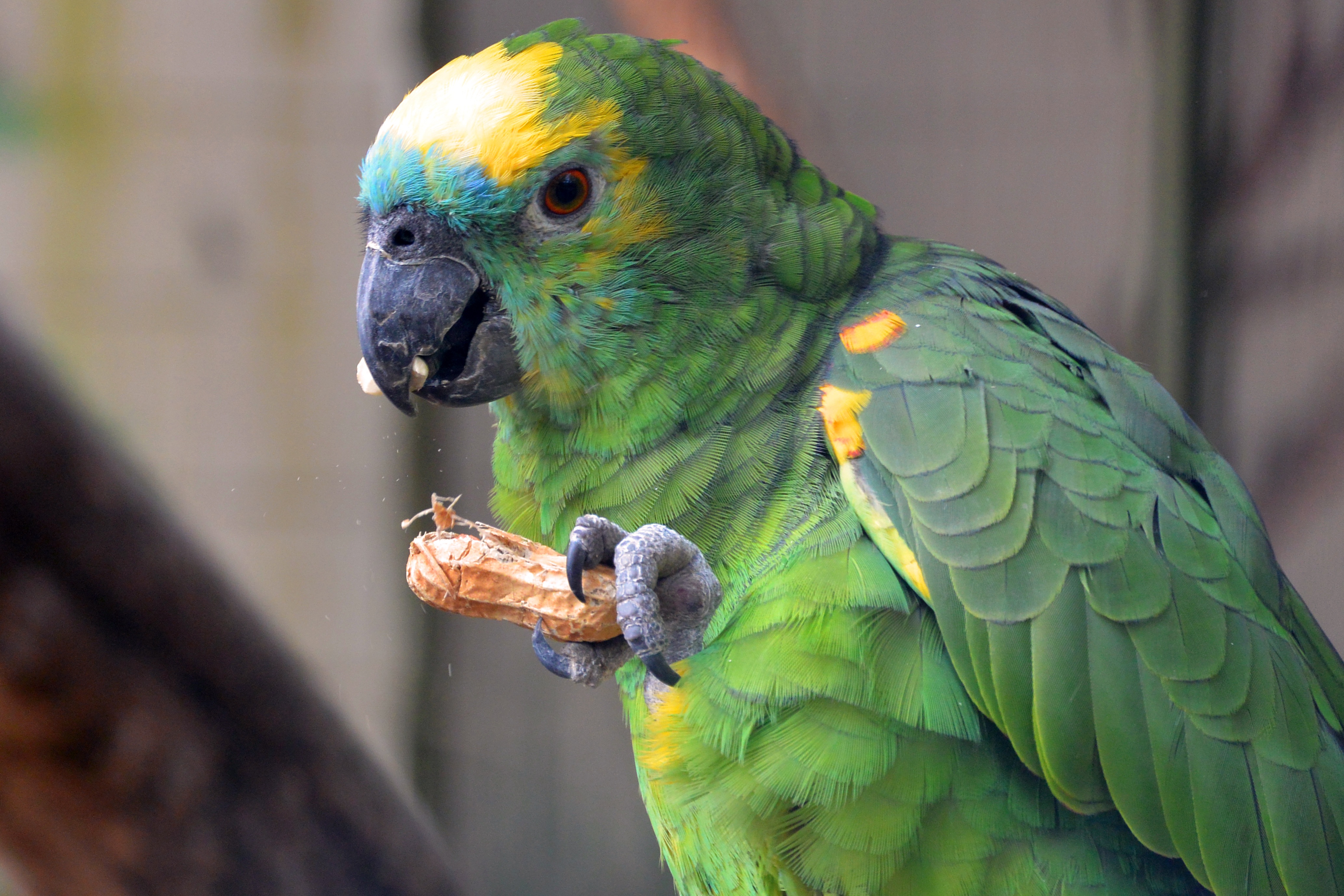 122315 Hintergrundbild herunterladen papageien, tiere, lebensmittel, vogel, farbe - Bildschirmschoner und Bilder kostenlos