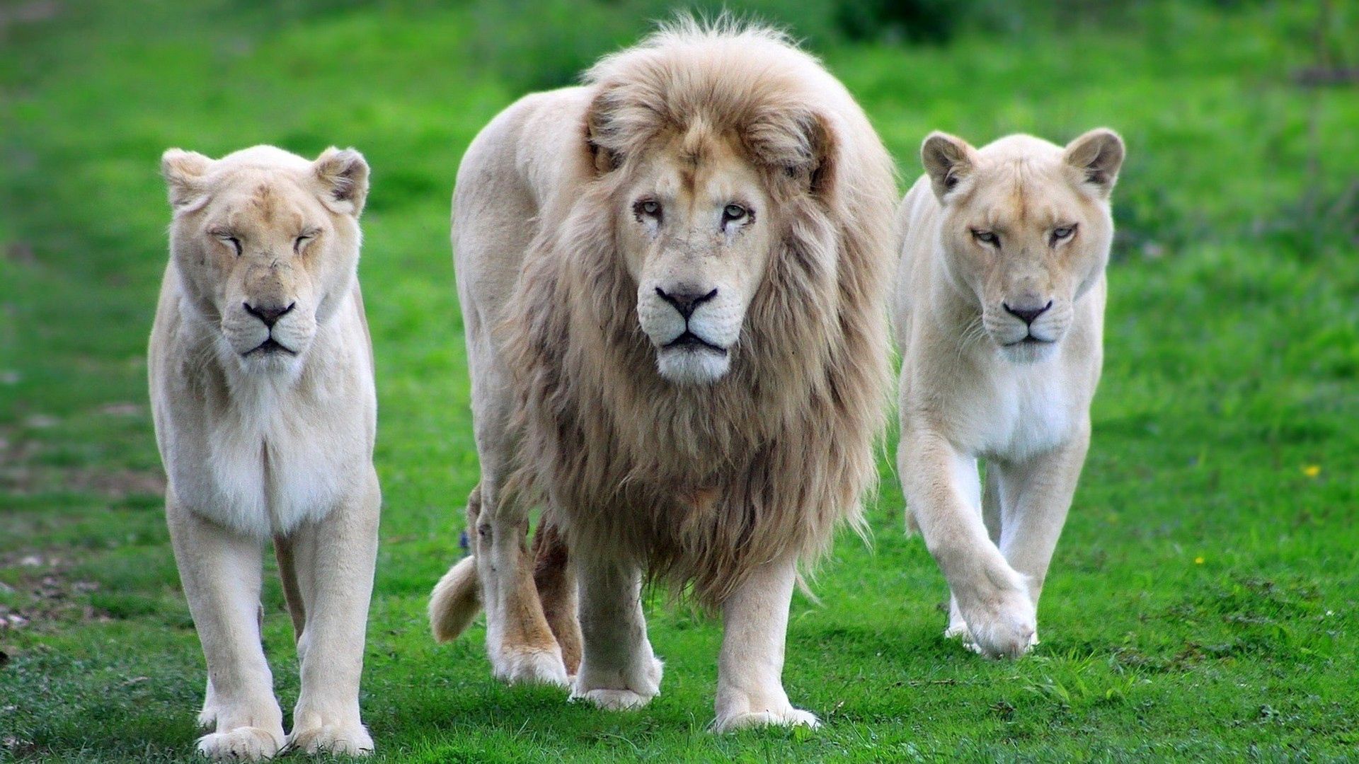 lion, animals, grass, stroll, family