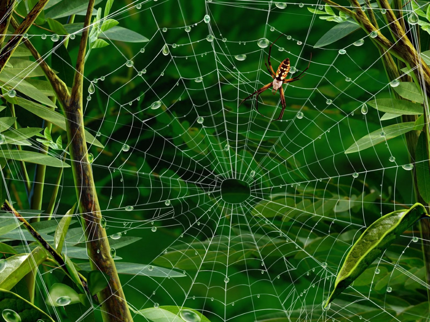 animal, spider, spiders High Definition image