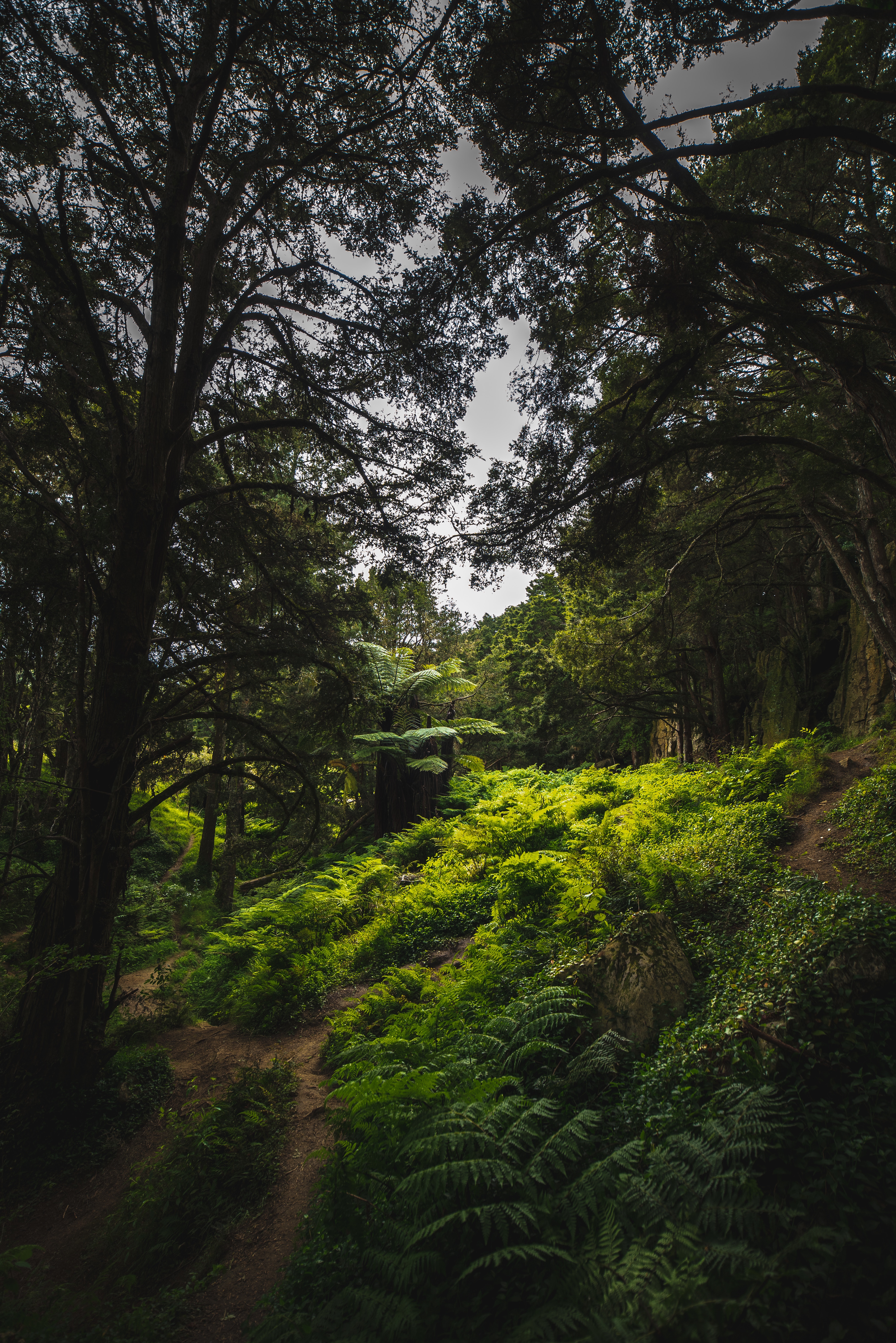 green, nature, hike, study home screen for smartphone