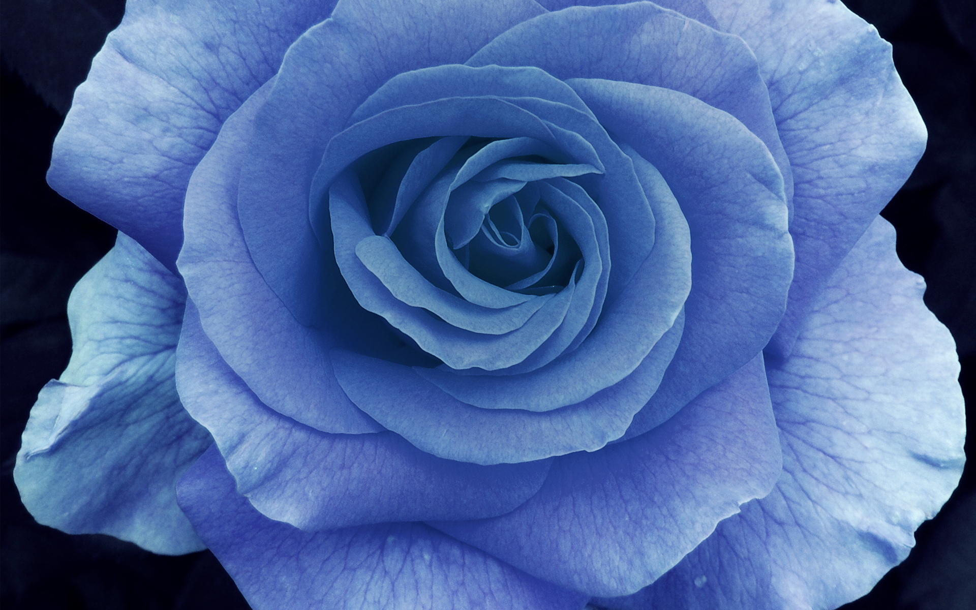 blue rose, rose, blue flower, flower, flowers, earth Free Stock Photo