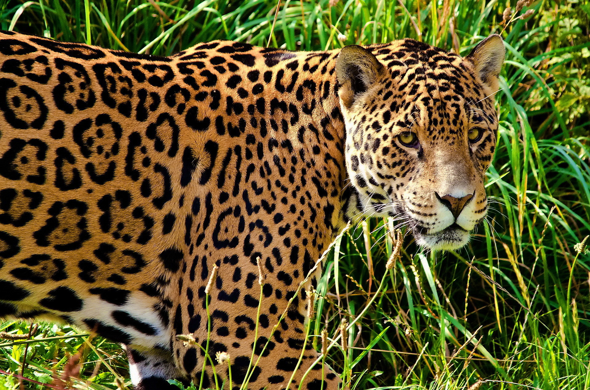 HD desktop wallpaper: Cats, Jaguar, Animal download free picture #254728