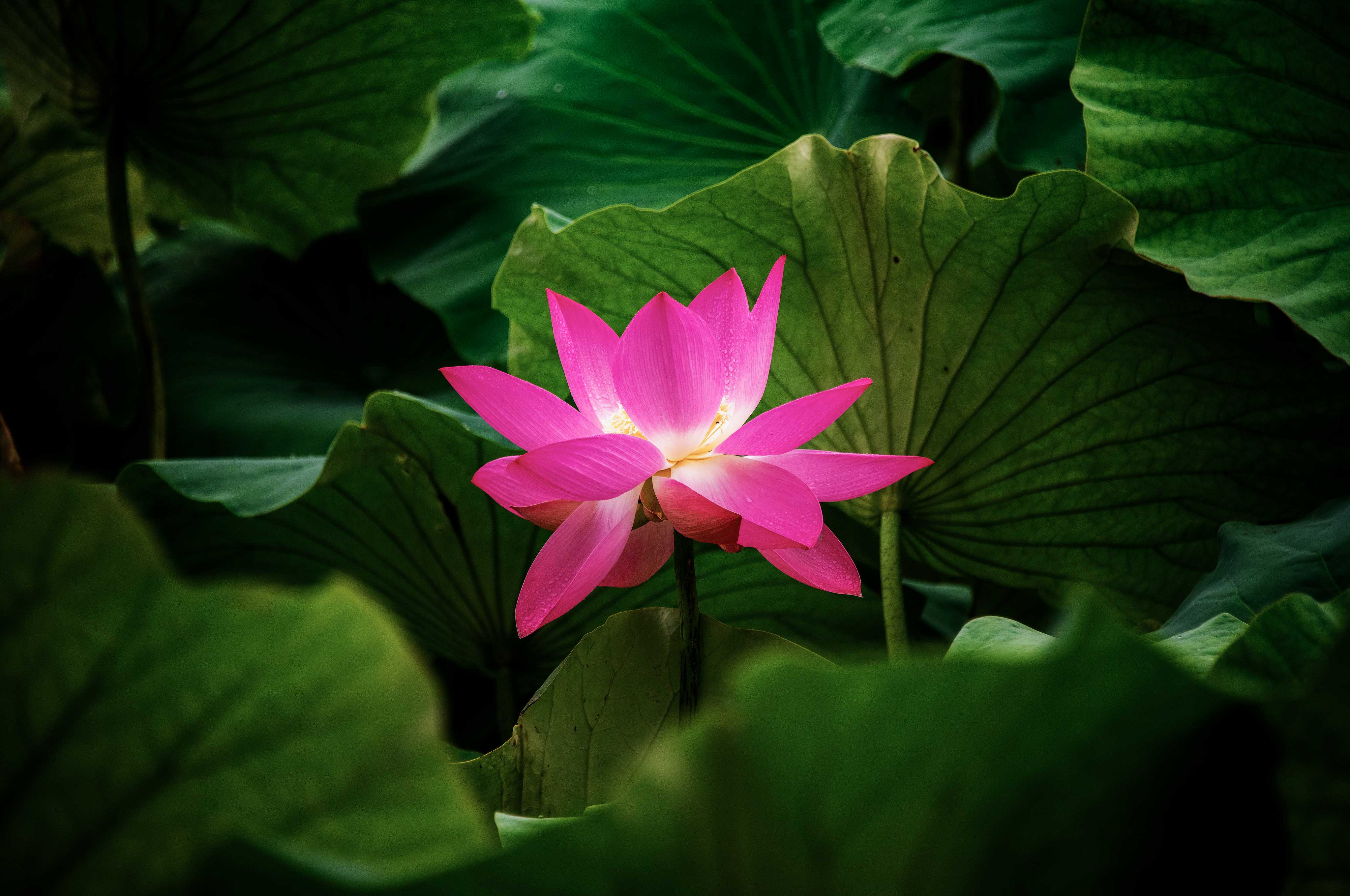 154018 Hintergrundbilder und Lotus Bilder auf dem Desktop. Laden Sie blumen, blätter, lotus, blume, pflanze Bildschirmschoner kostenlos auf den PC herunter