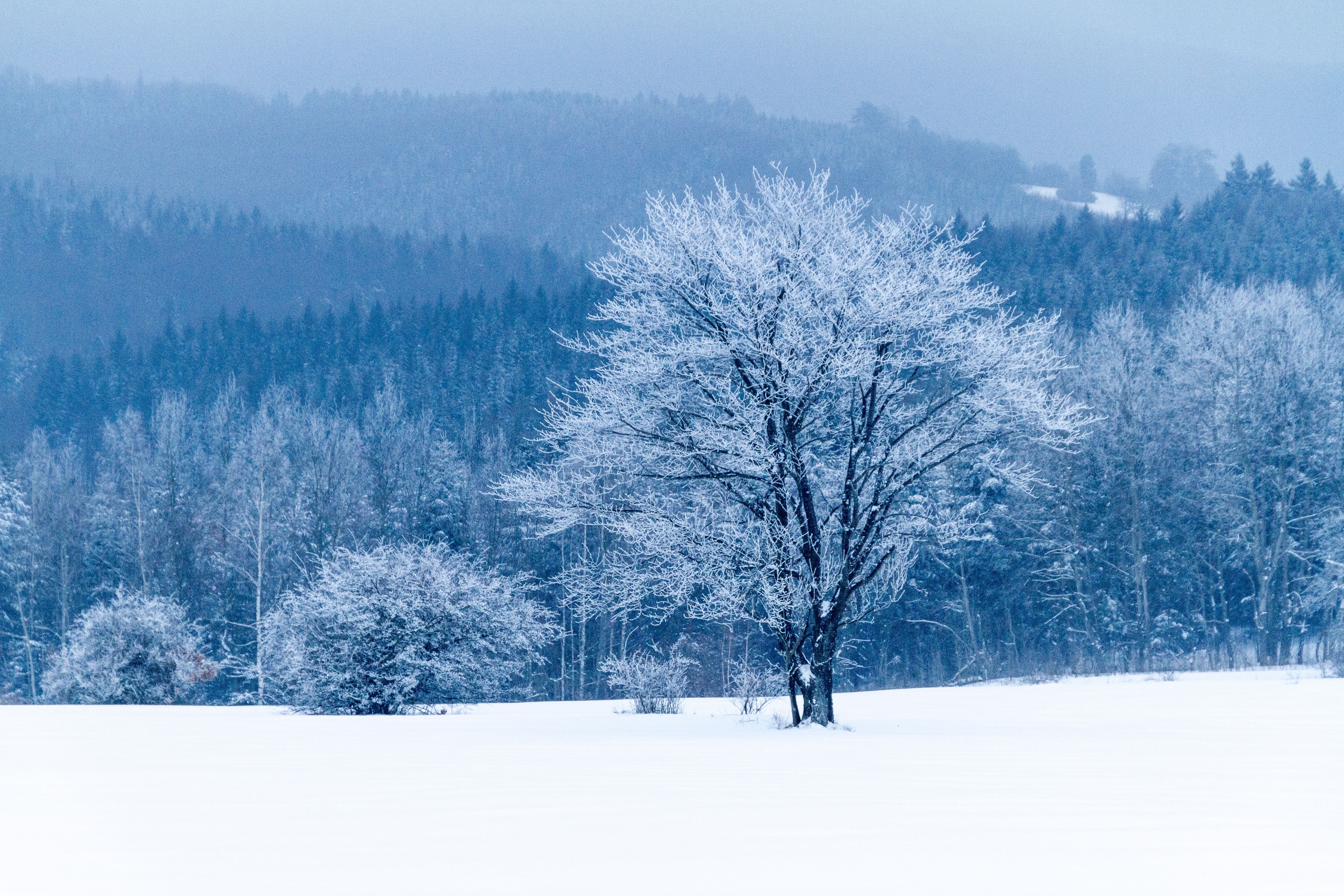 67121 завантажити шпалери зима, природа, сніг, ліс, дерево - заставки і картинки безкоштовно