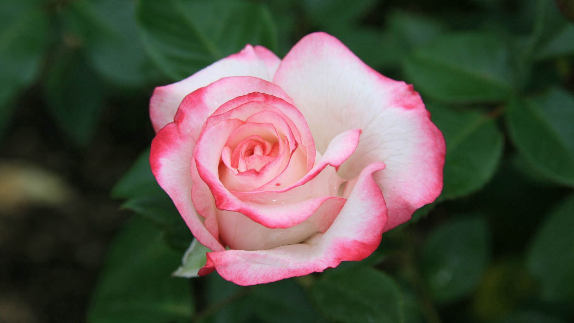 151498 économiseurs d'écran et fonds d'écran Une Rose sur votre téléphone. Téléchargez fleurs, rose, pétales, bourgeon images gratuitement