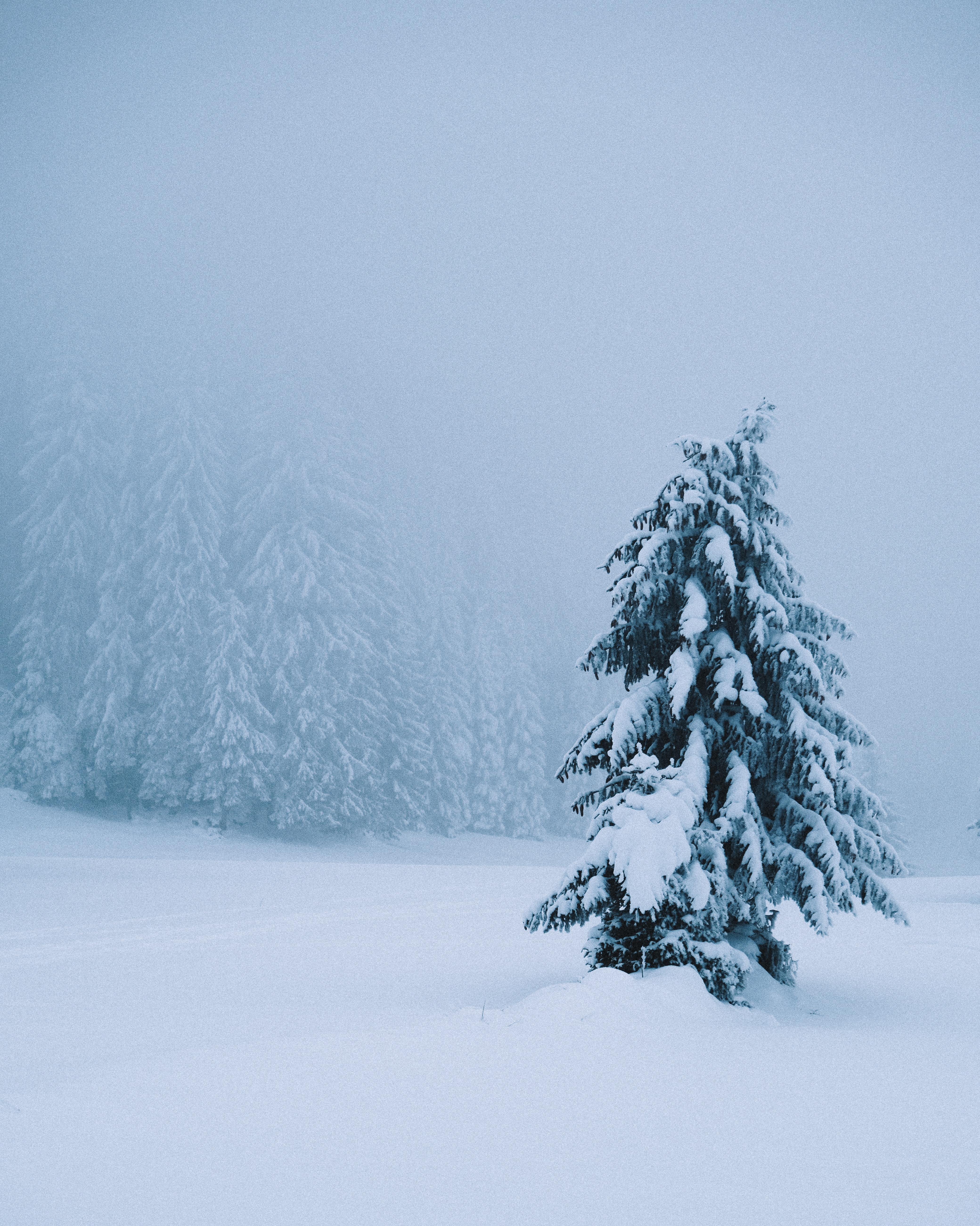 54401 Bild herunterladen winter, natur, schnee, holz, baum, fichte, fir, schneesturm - Hintergrundbilder und Bildschirmschoner kostenlos