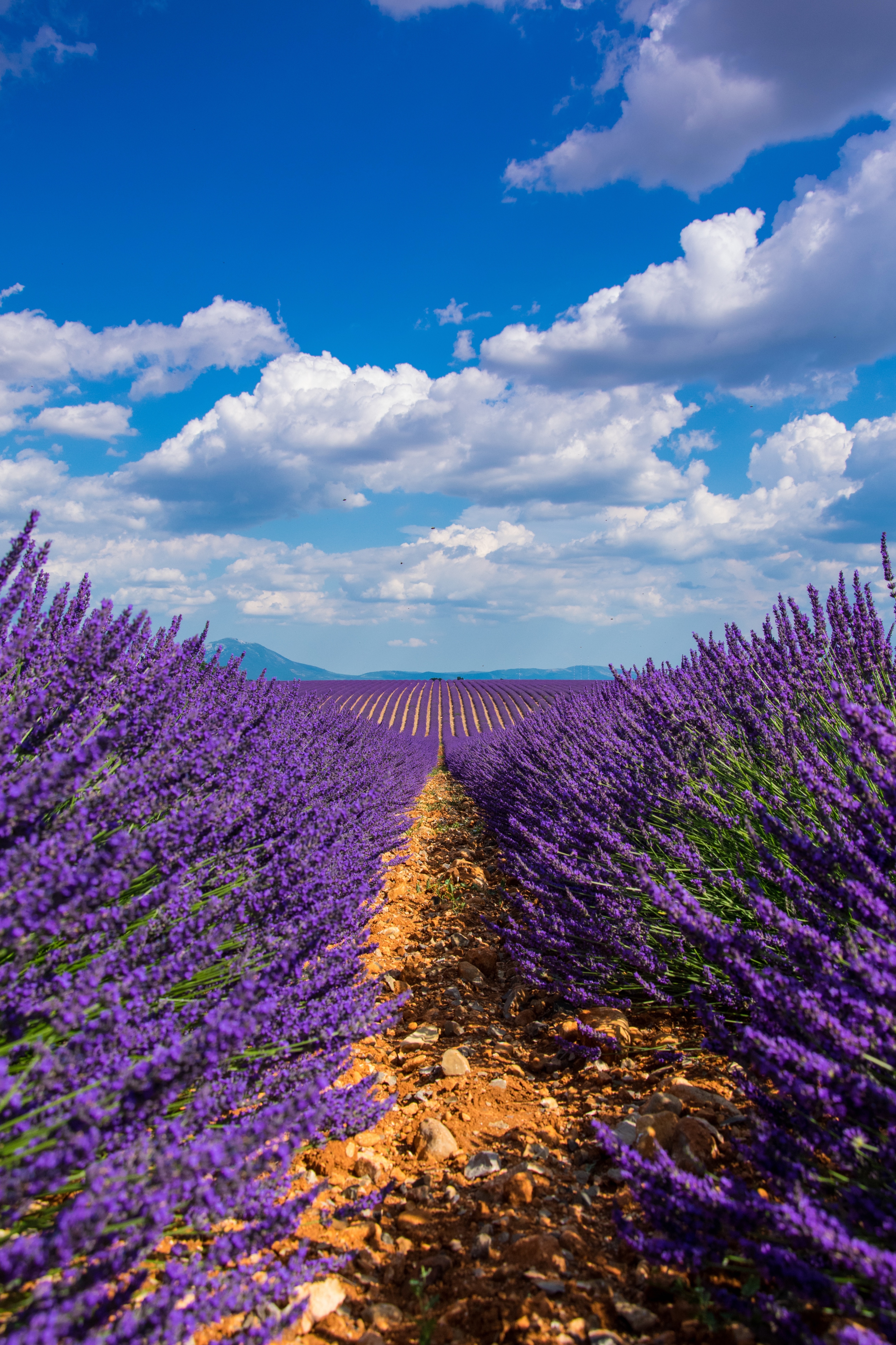 lavender, nature, sky, bloom, flowering, field mobile wallpaper