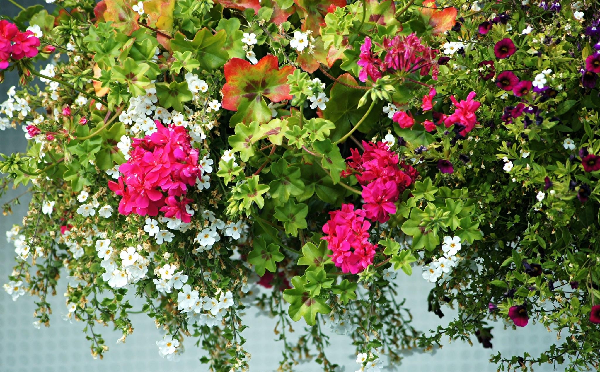 Cool HD Wallpaper handsomely, geranium, flowers, petunia