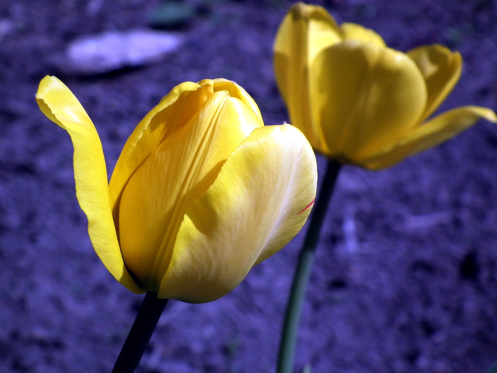 58380 Bildschirmschoner und Hintergrundbilder Tulip auf Ihrem Telefon. Laden Sie gelb, blumen, knospen, tulpe Bilder kostenlos herunter