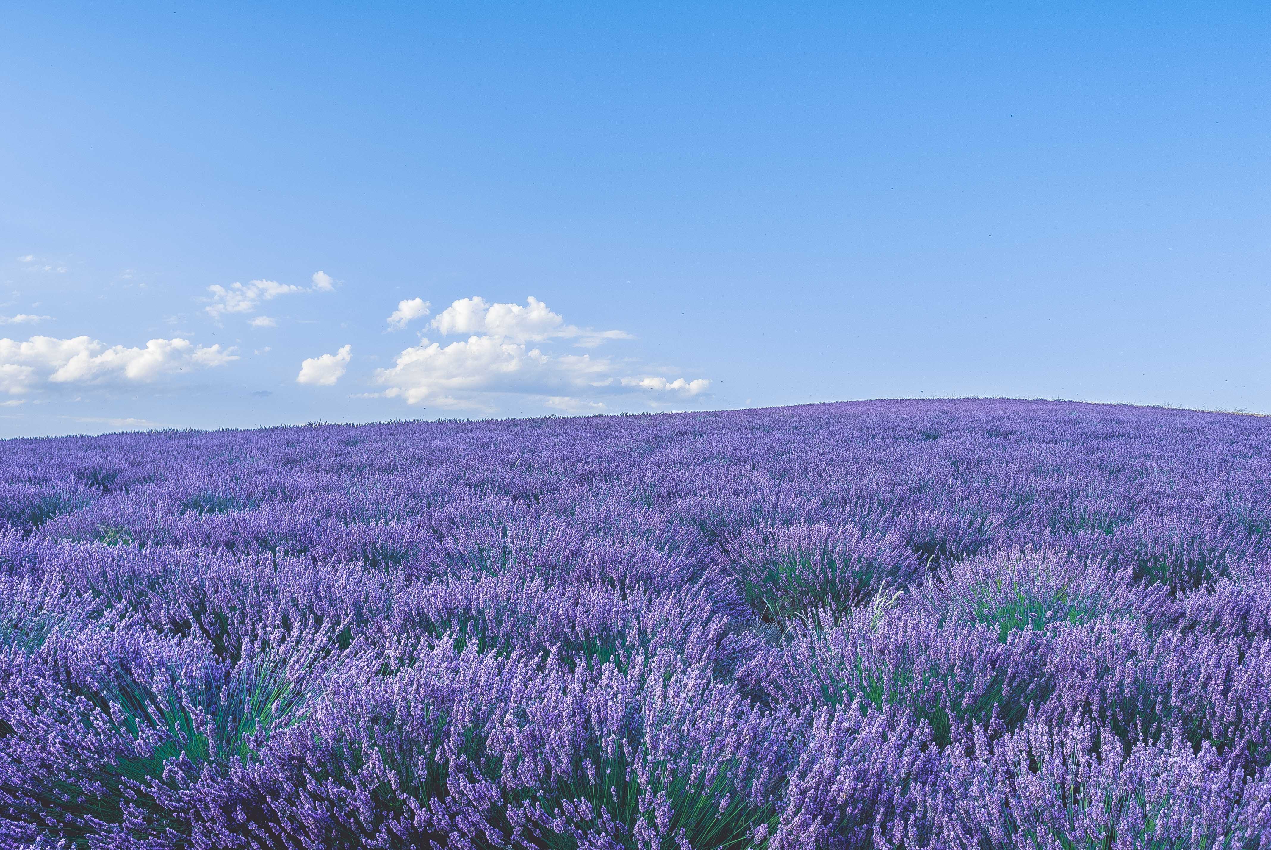 Free HD, 4K, 32K, Ultra HD lavender, flowers, horizon, nature
