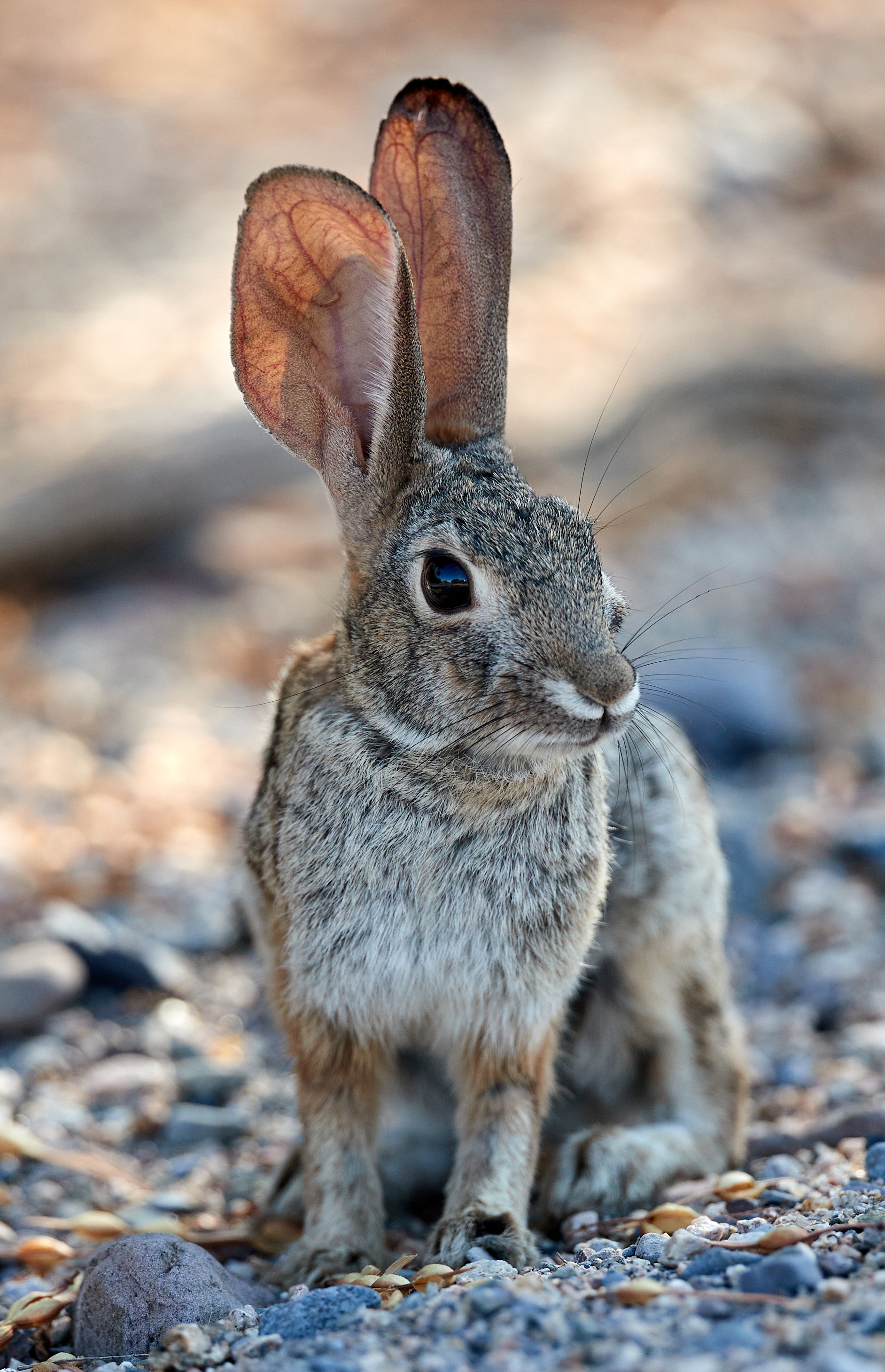Mobile Wallpaper: Free HD Download [HQ] hare, animals, ears, opinion
